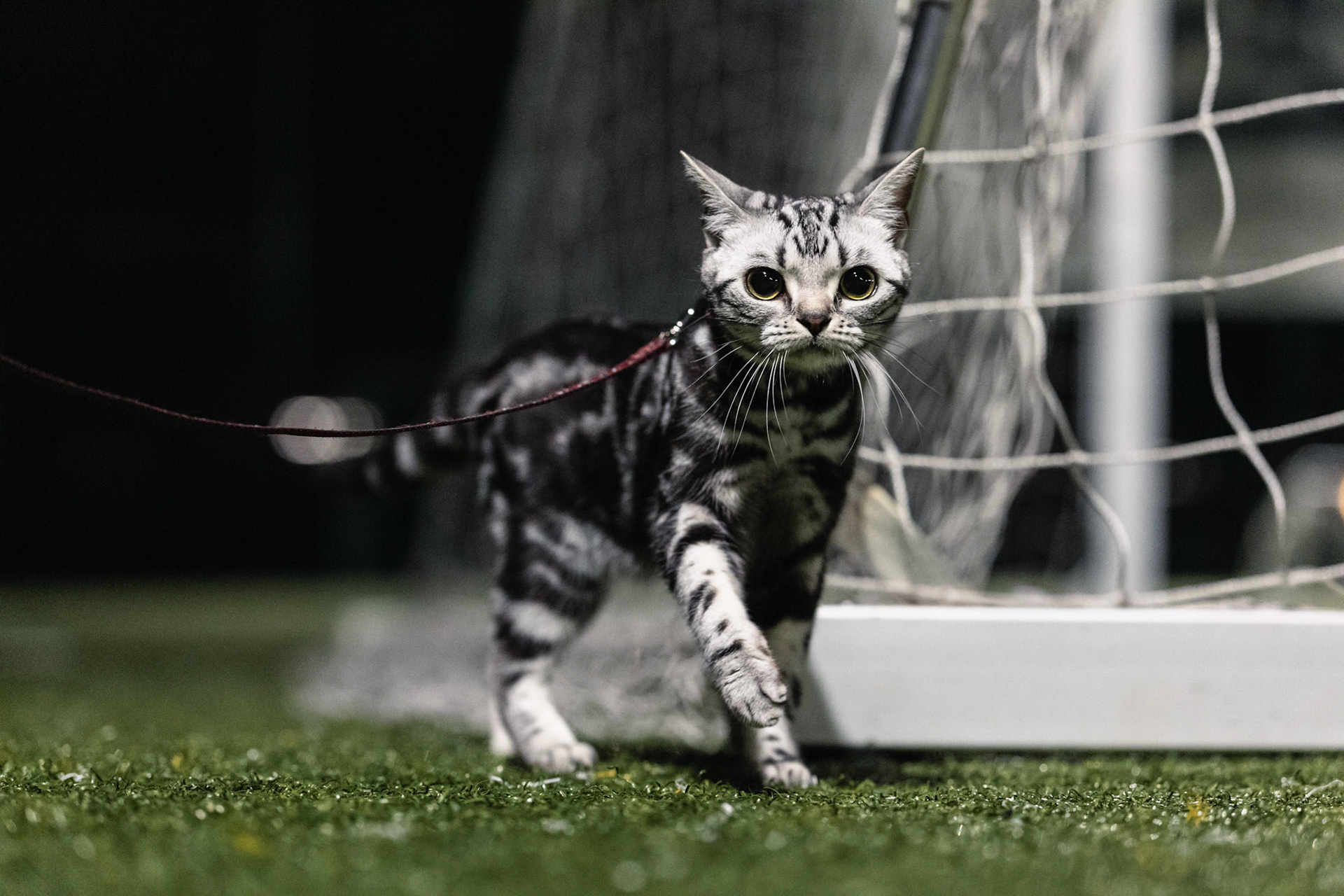 HONG KONG, China - AUGUST  26:  during Champions 3 Cup at Chealsea Soccer Pitch on August 26, 2025 in Hong Kong, China, (Photo by Jack Ng/Pixel Images)