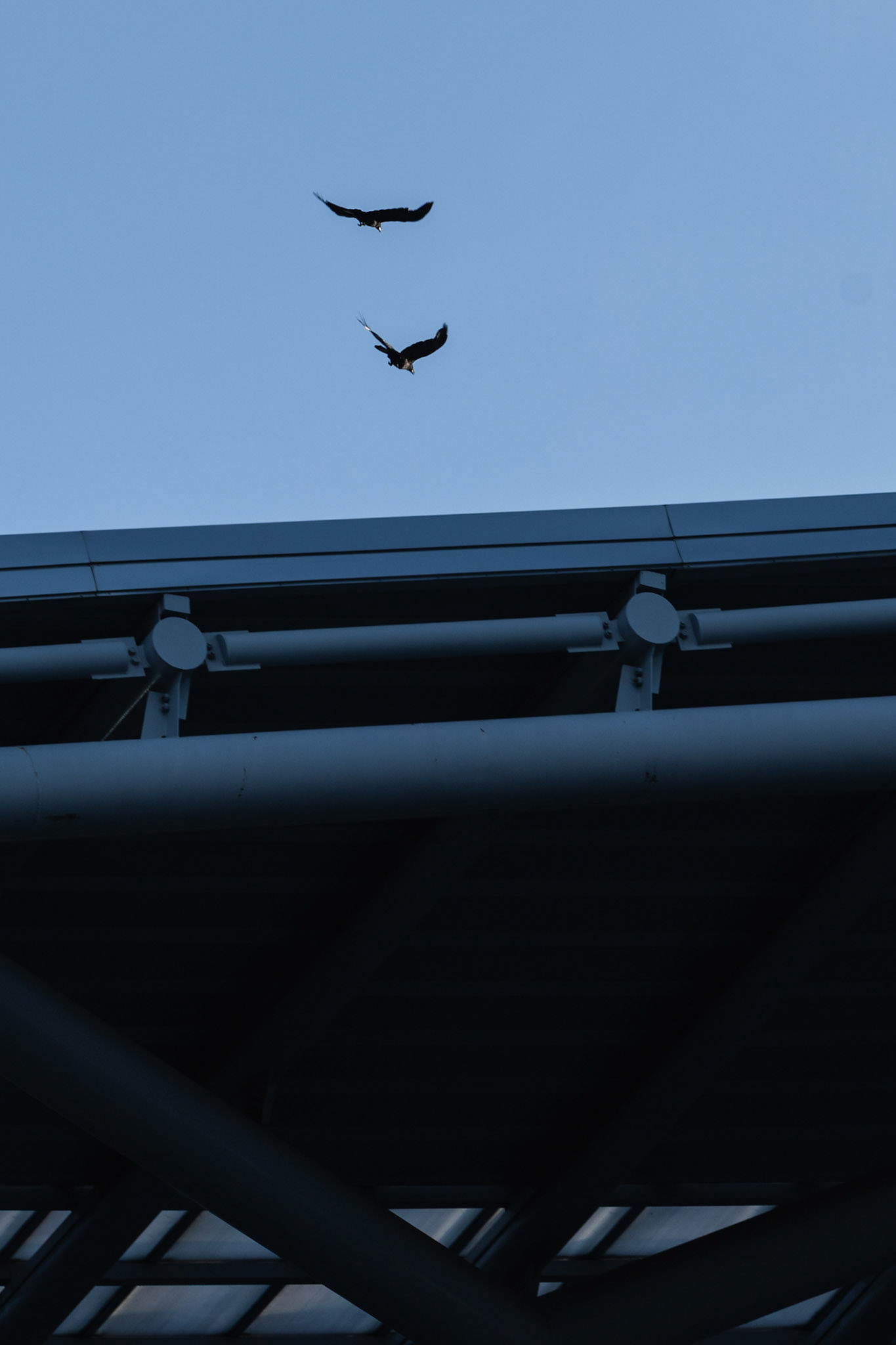 YONGIN, South Korea - JULY  12:  during EAFF E-1 Football Championship - Japan vs China at Yongin Mireu Stadium on July 12, 2025 in Yongin, South Korea, (Photo by Jack Ng/Pixel Images)