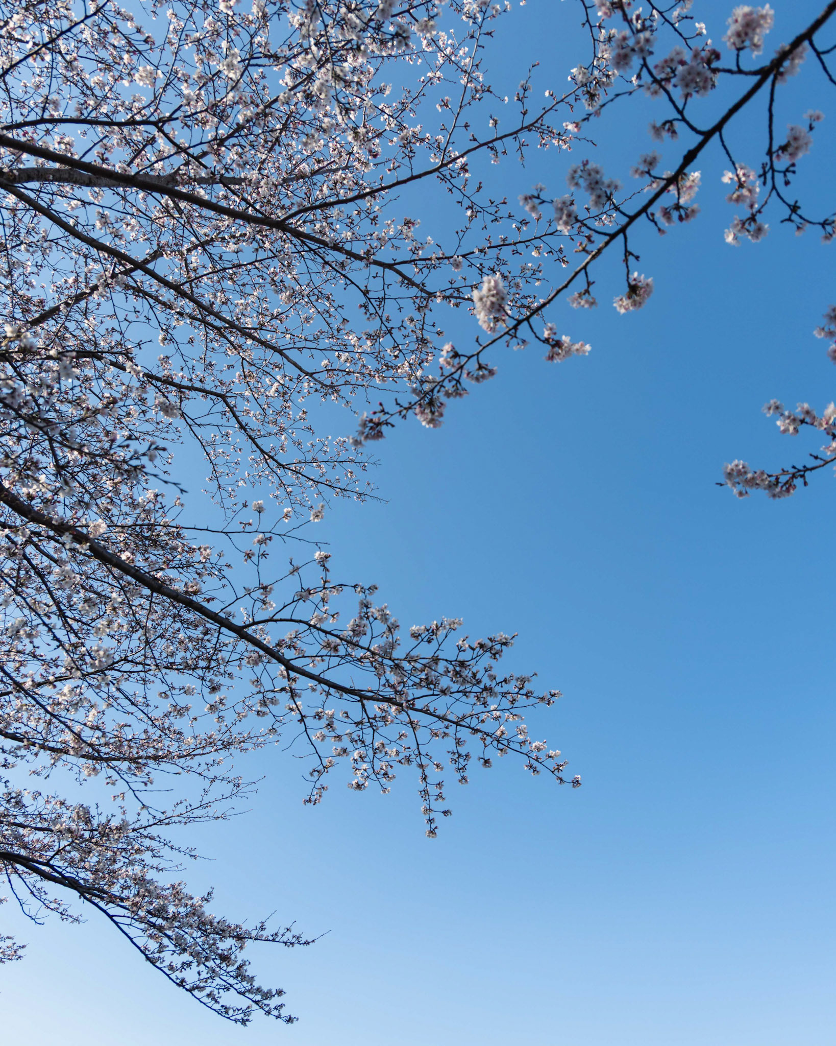 SUZUKA, Japan - MARCH 27: during Formula 1 - Japanese Grand Prix 2026 at Suzuka Circuit on March 27, 2026 in Suzuka, Japan, (Photo by Jack Ng/Alamy Live News)