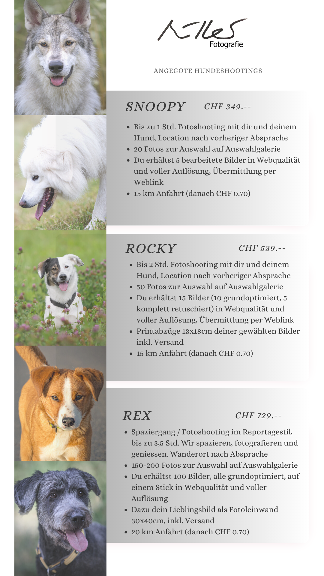 Angebote Hundeshootings
