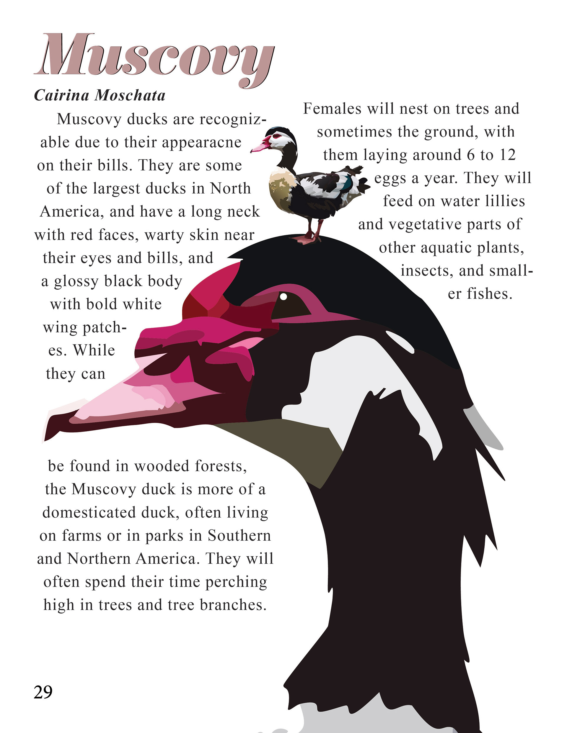 Muscovy Duck Page