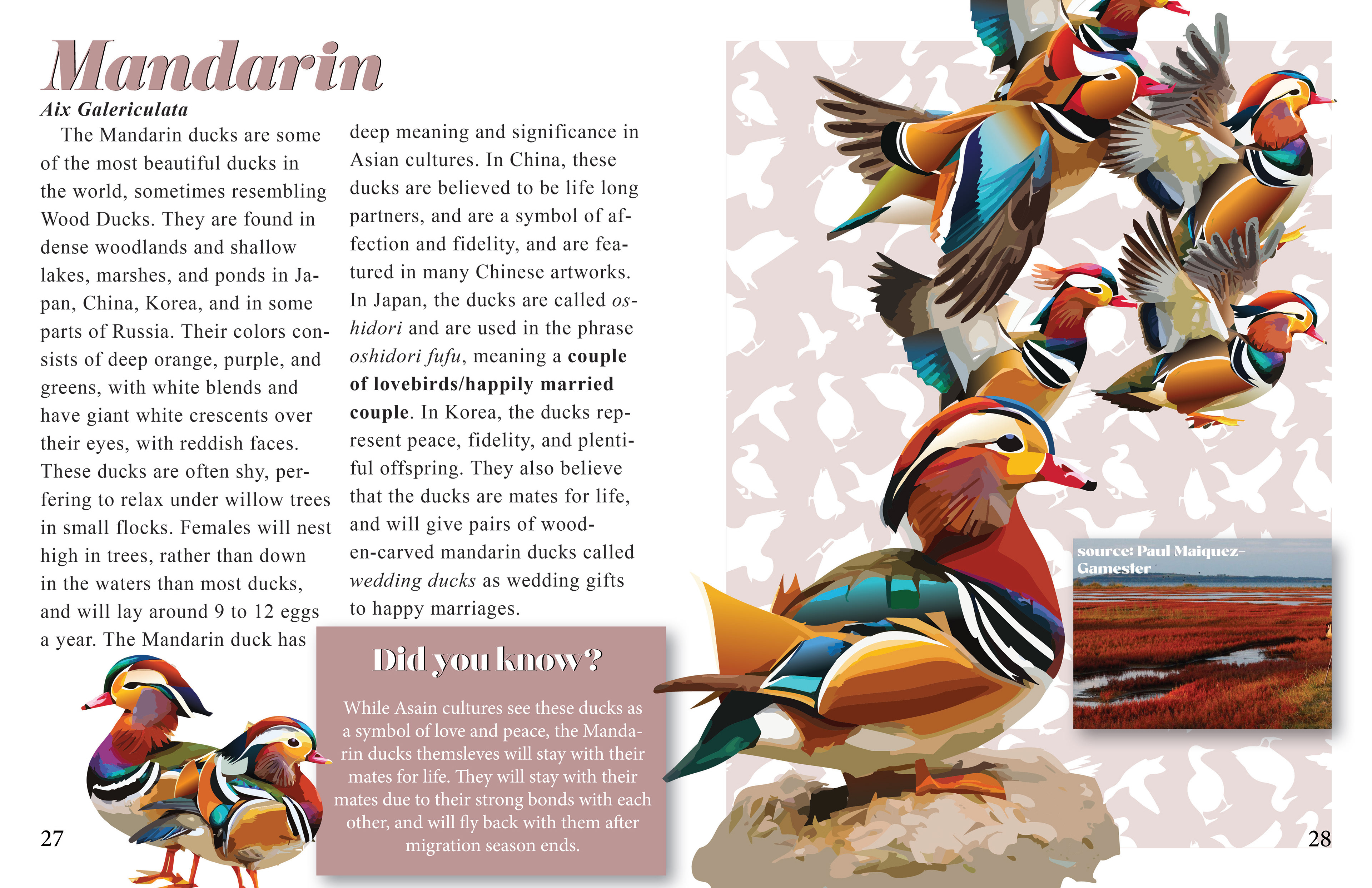 Full page spread of Mandarin duck