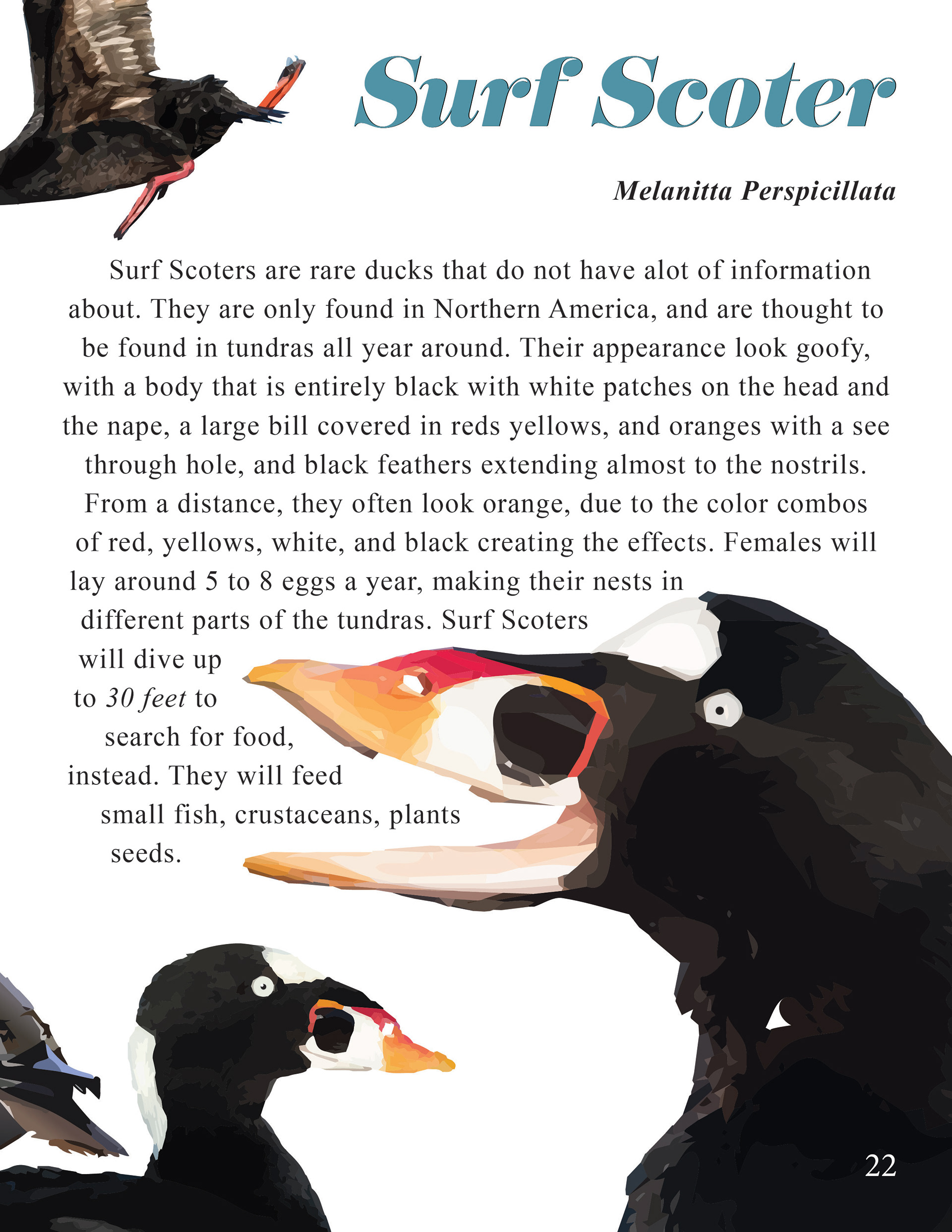 Surf Scoter Page