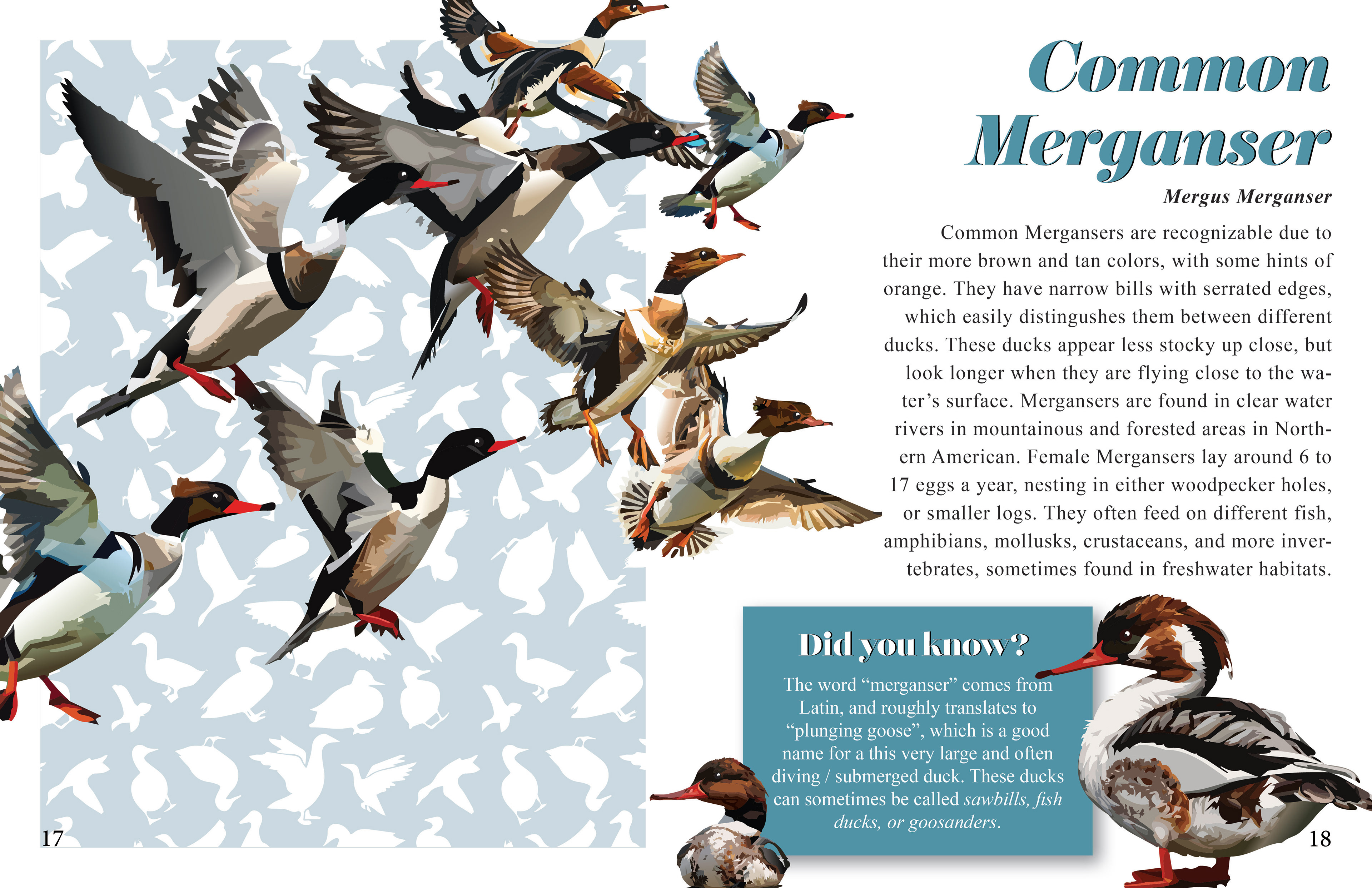 Full page spread of Common Merganser duck