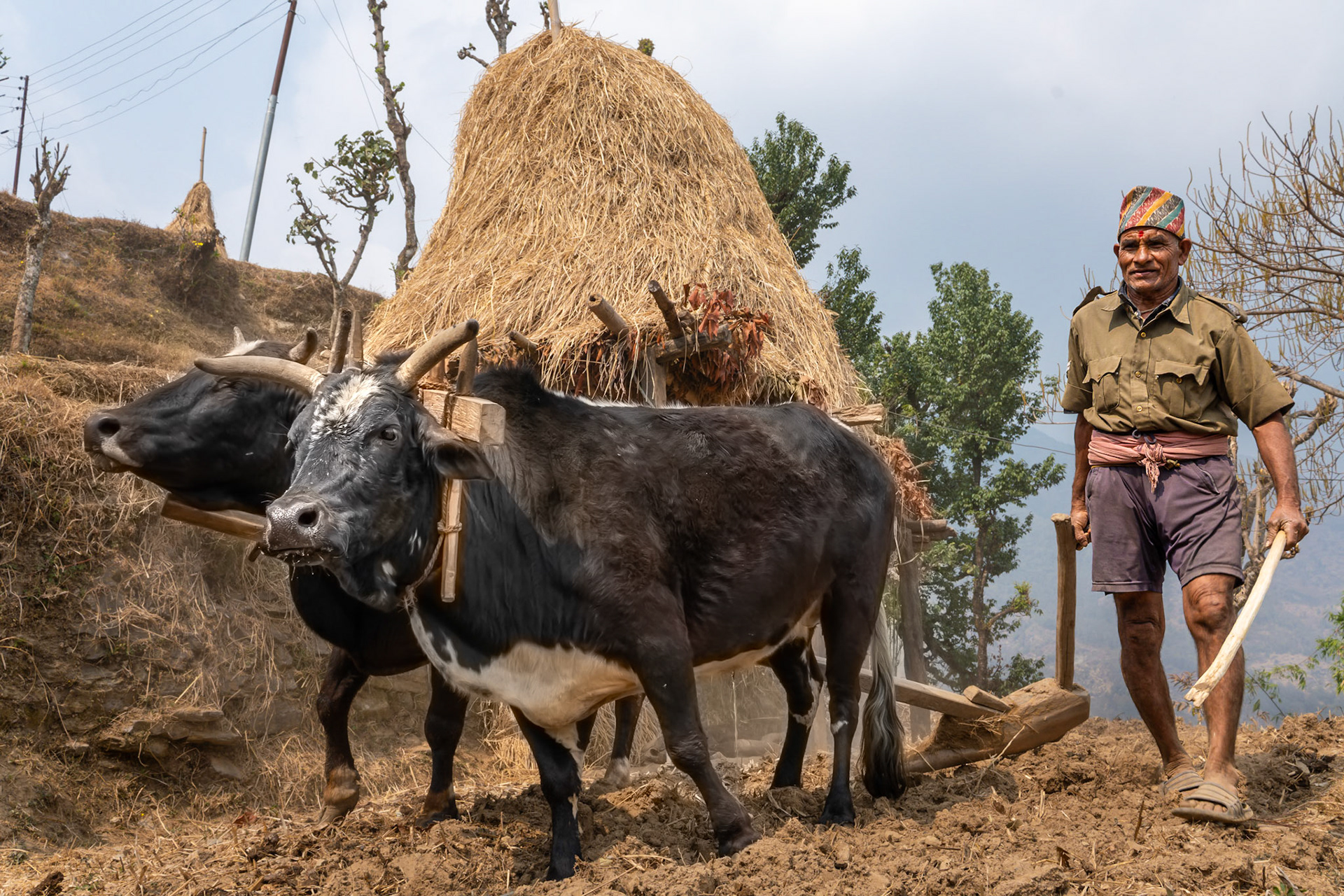 Les machines sont chères et peu adaptées aux terrasses. Alors on cultive les champs comme nous le faisions encore dans nos campagne au milieu du 19è siècle.