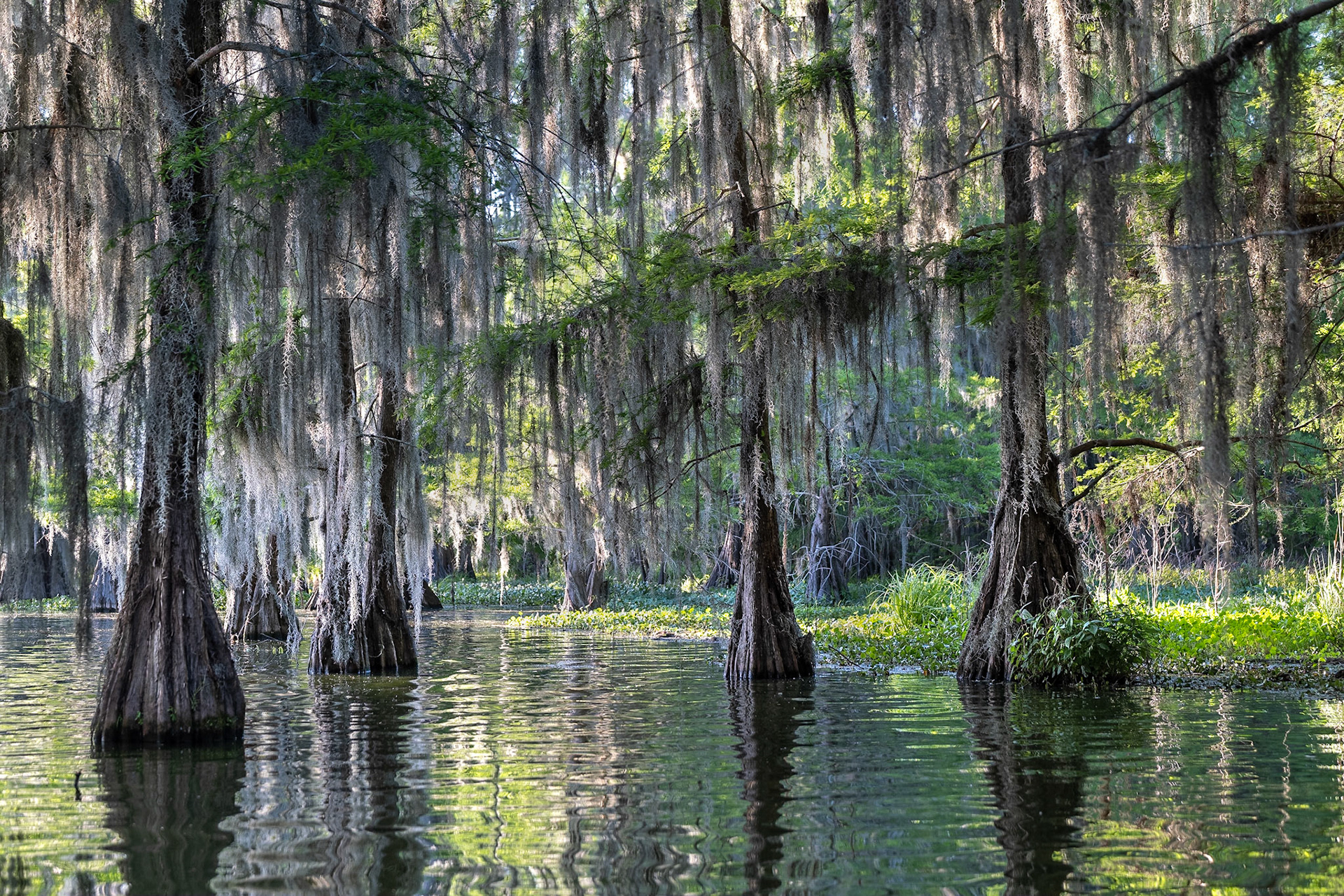 Sur le Lac Martin, dans les Bayous, les chênes dégoulines de mousse espagnole.