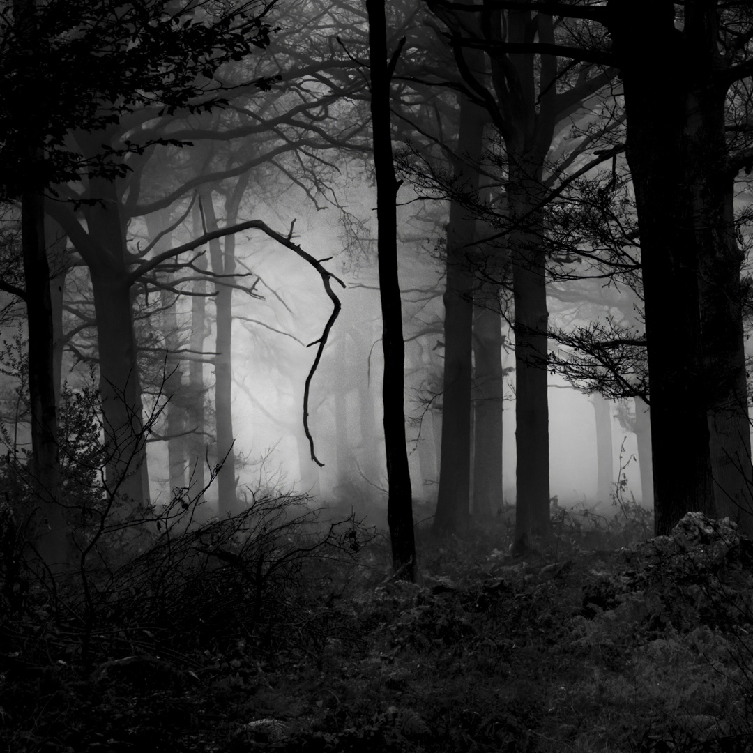 Forêt de Sénart, France
