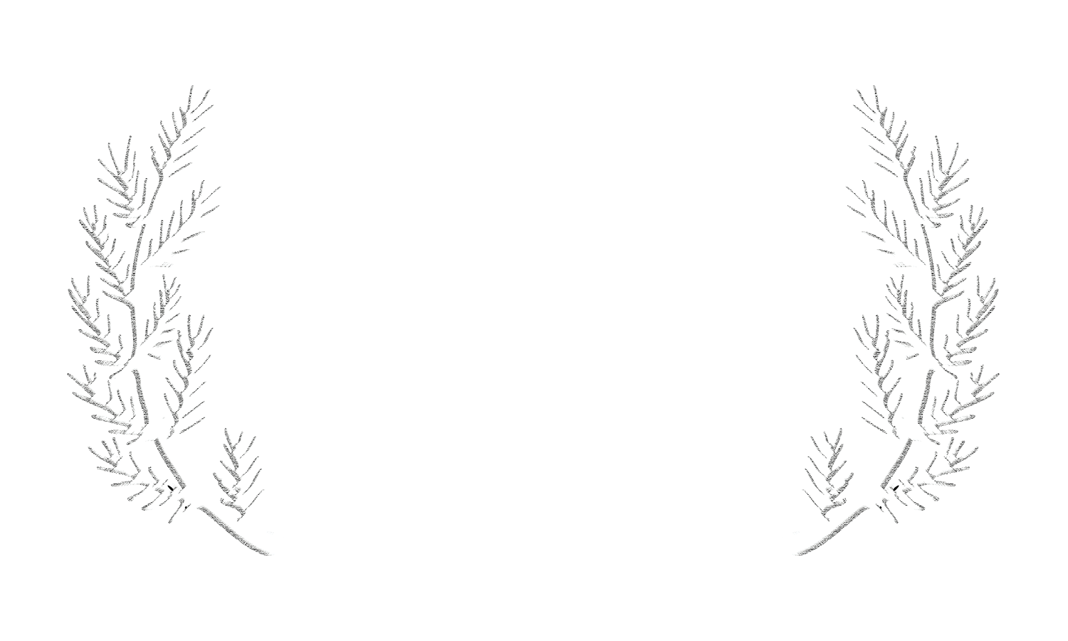 Special Jury Award for Excellence in Cinematography at Ashland Independent Film Festival