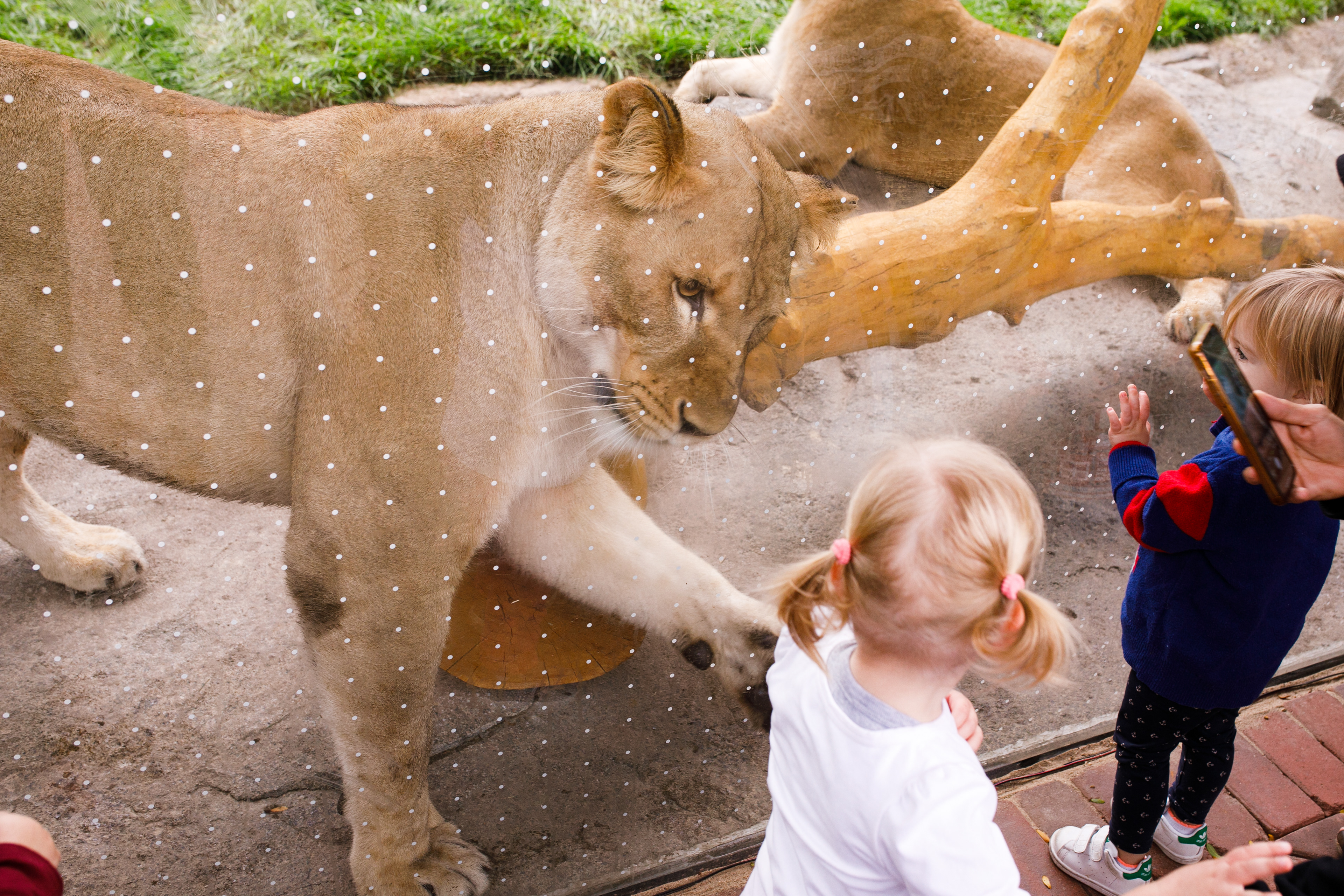 Lincoln Park Zoo Lion 2021