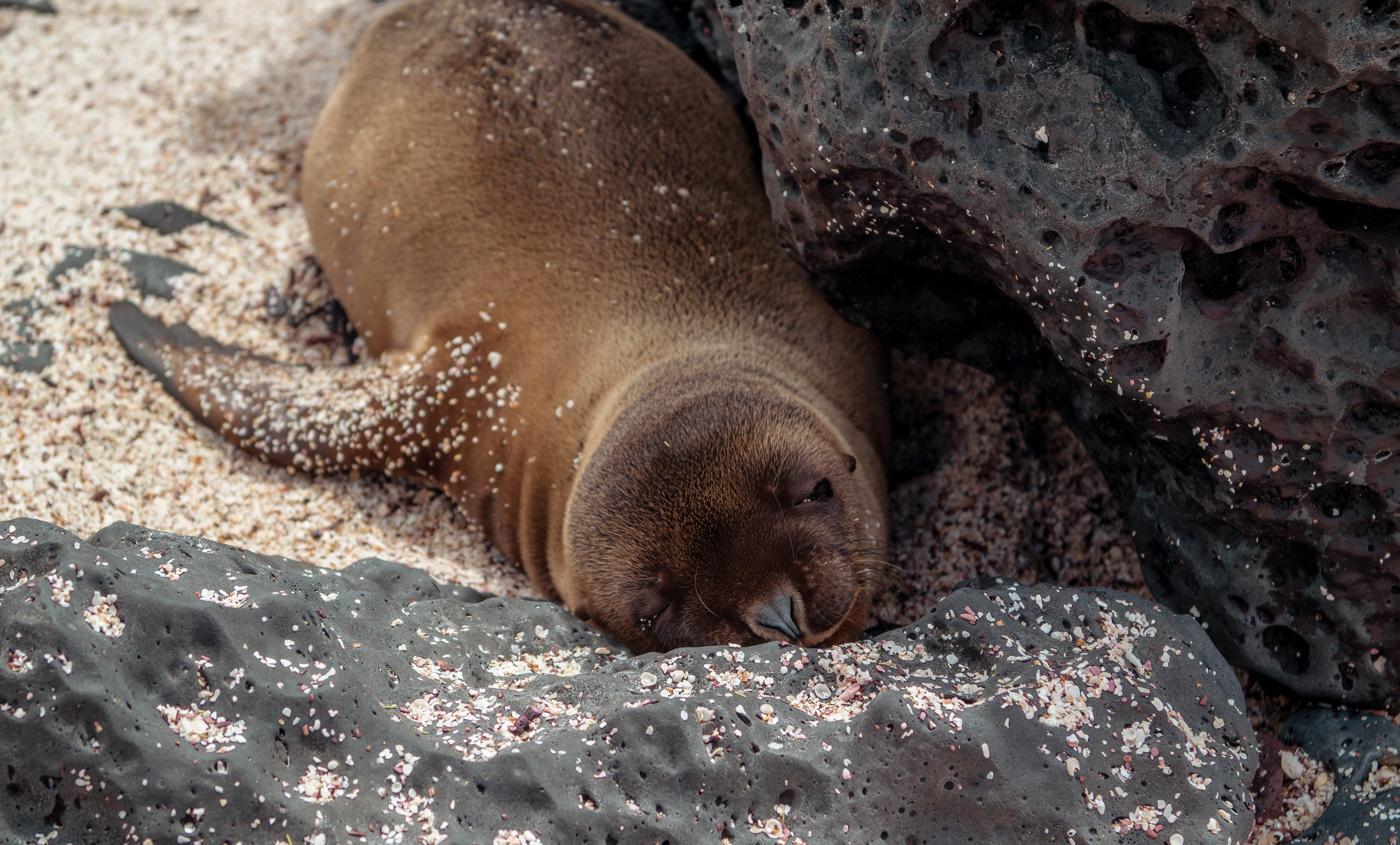 San Cristobal, Galapagos