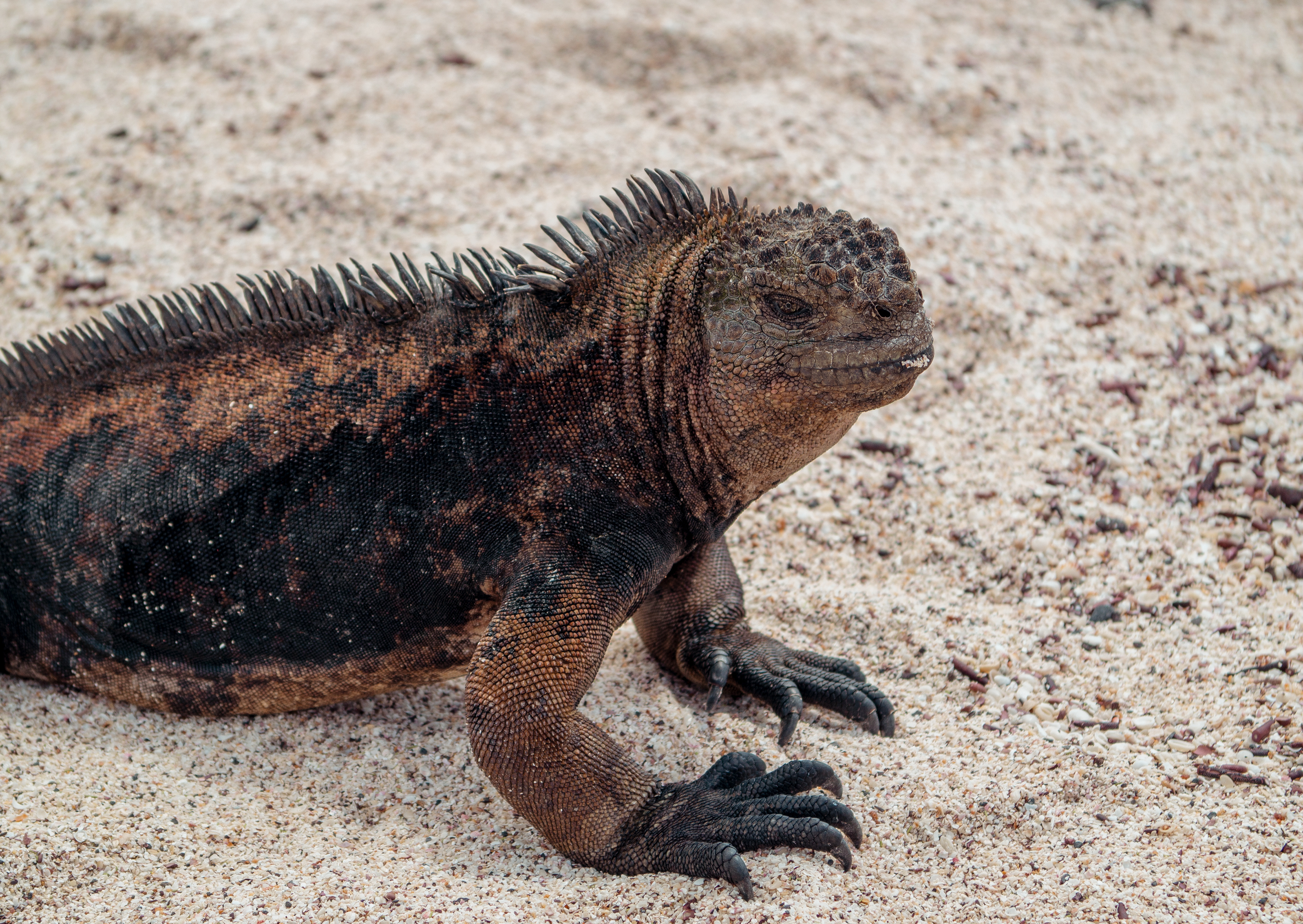 San Cristobal, Galapagos