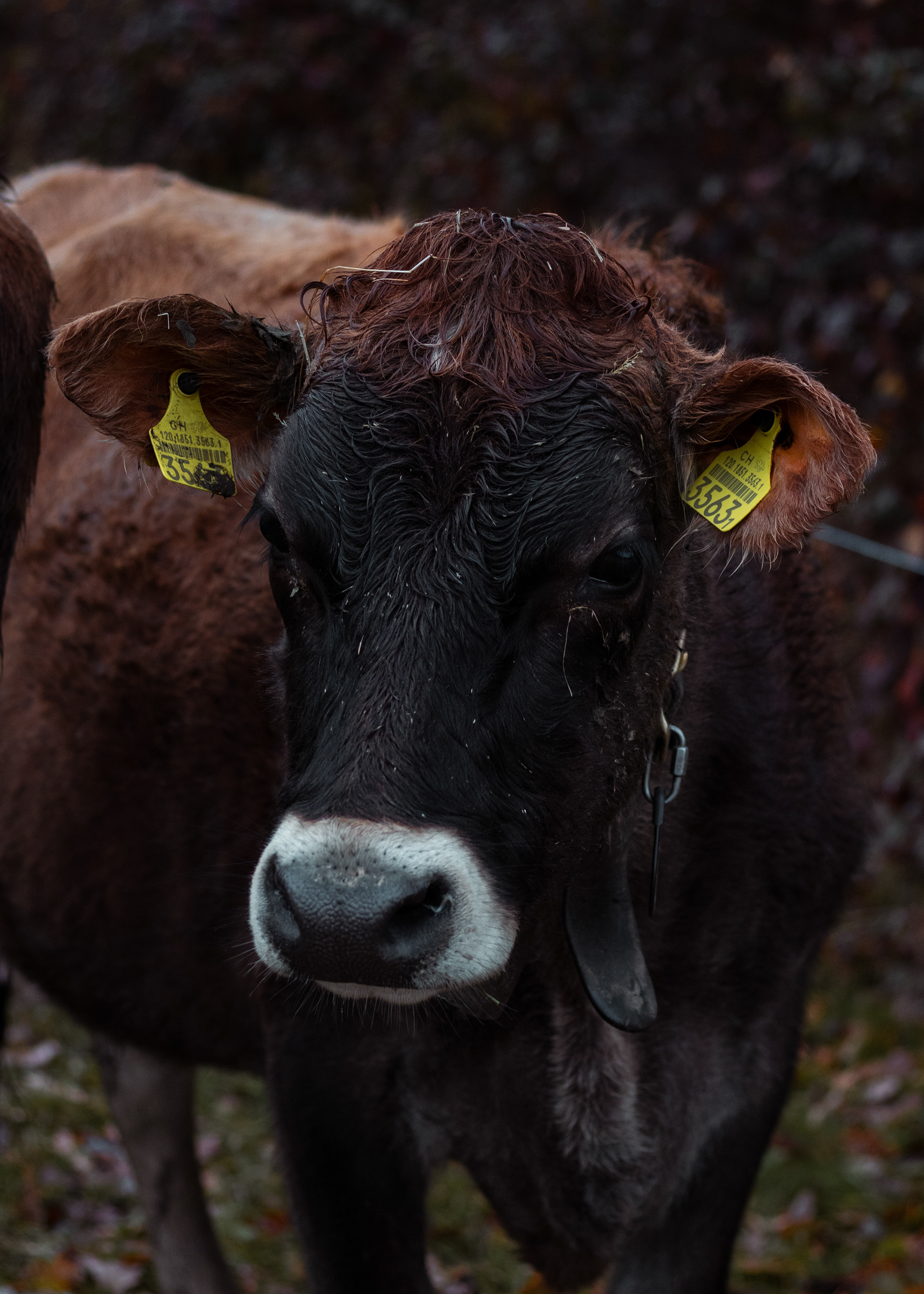 Säriswil, Switzerland