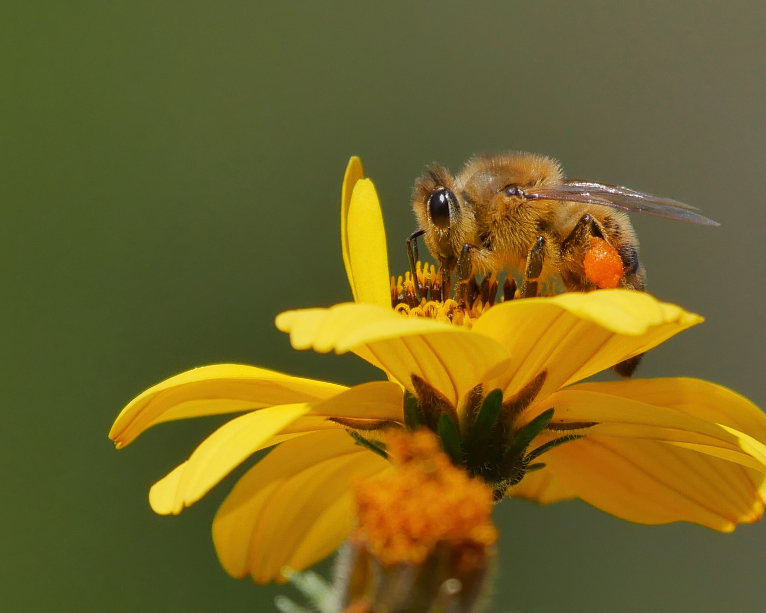 Biene sammelt Nektar und Pollen