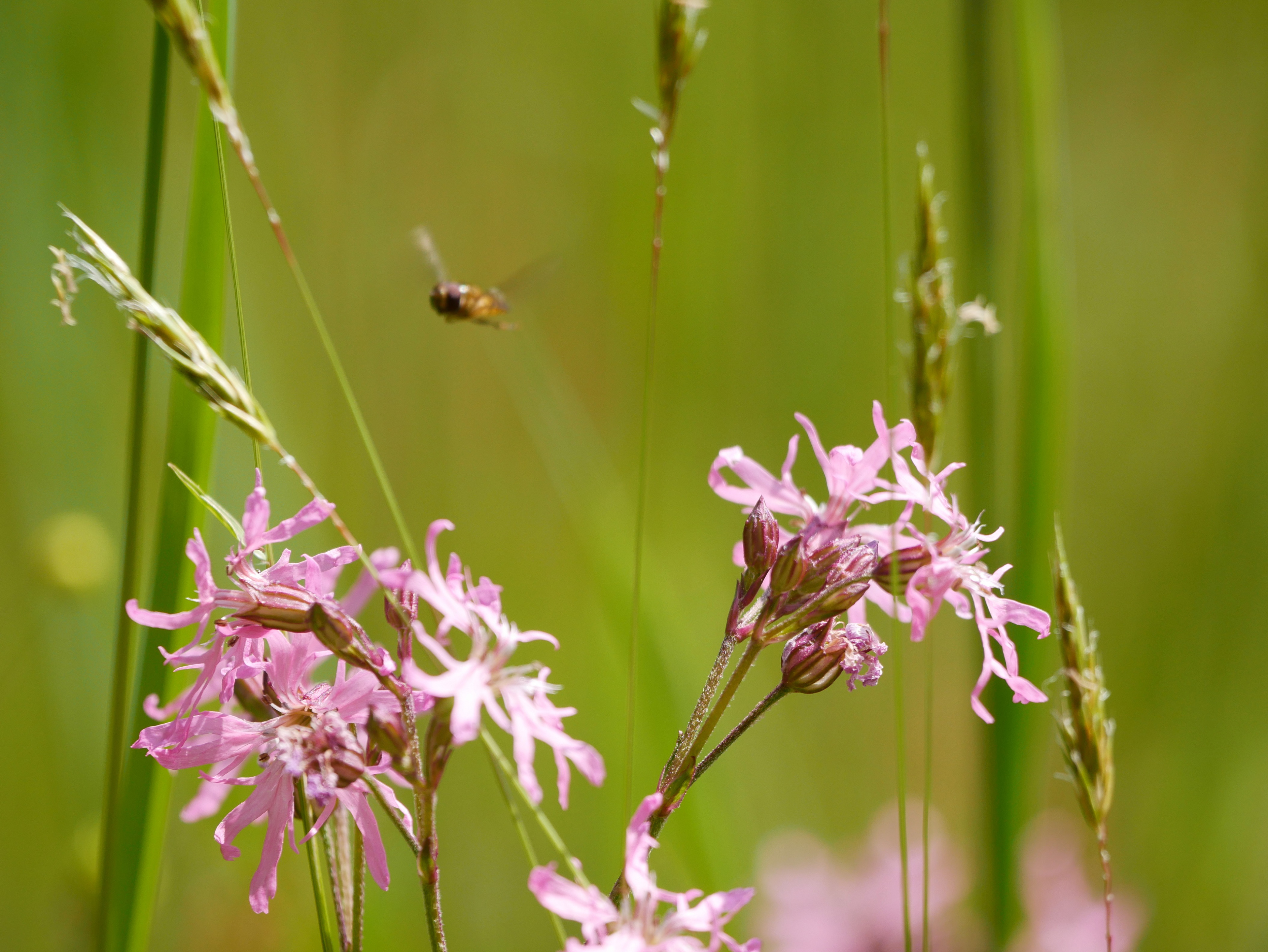 Biene in Wiesenblumen