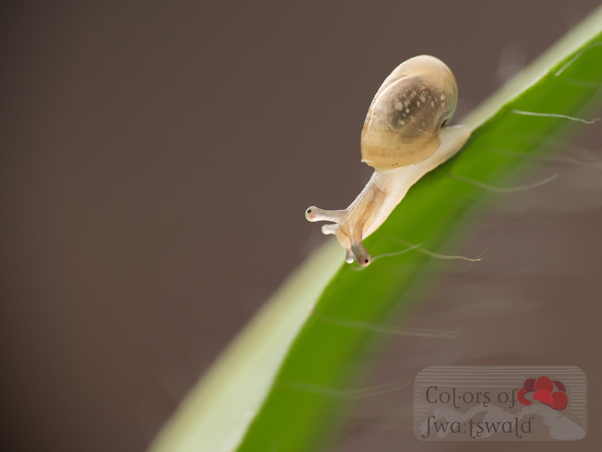 Baby-Gehäuseschnecke