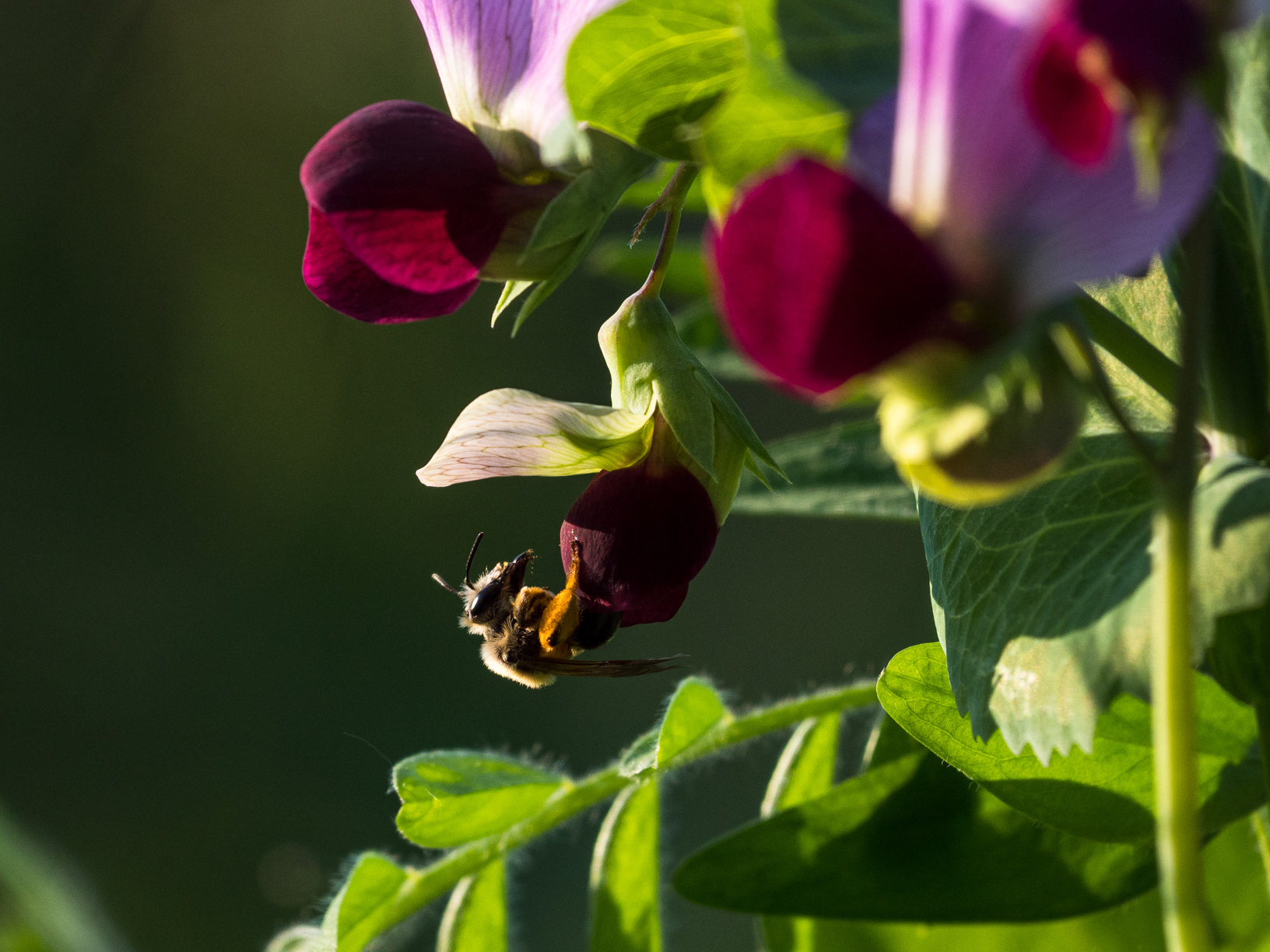 Biene an Erbse - Pisum sativum