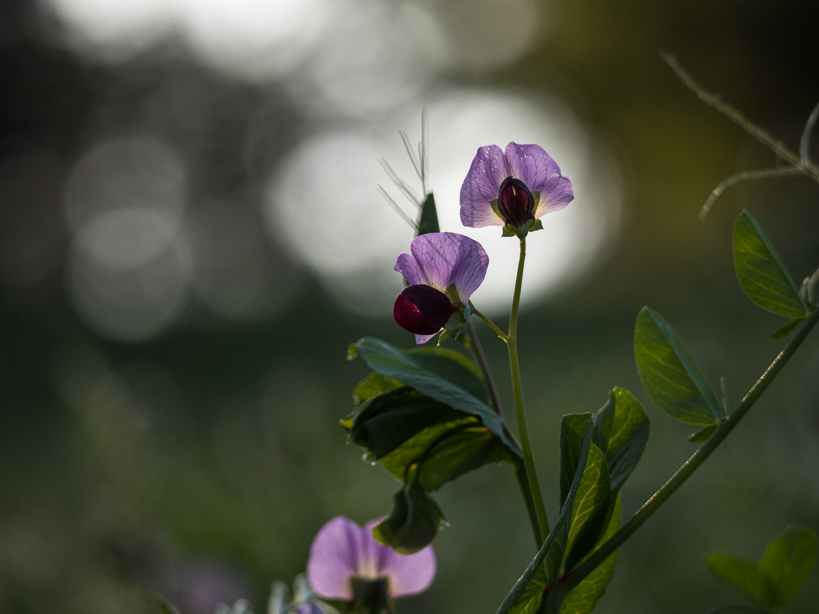 Erbse - Pisum sativum