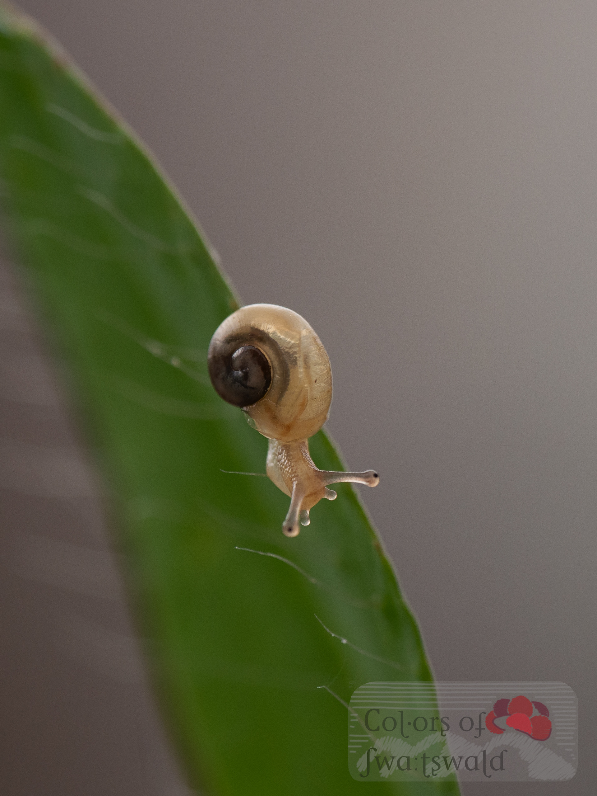 Baby-Schnecke