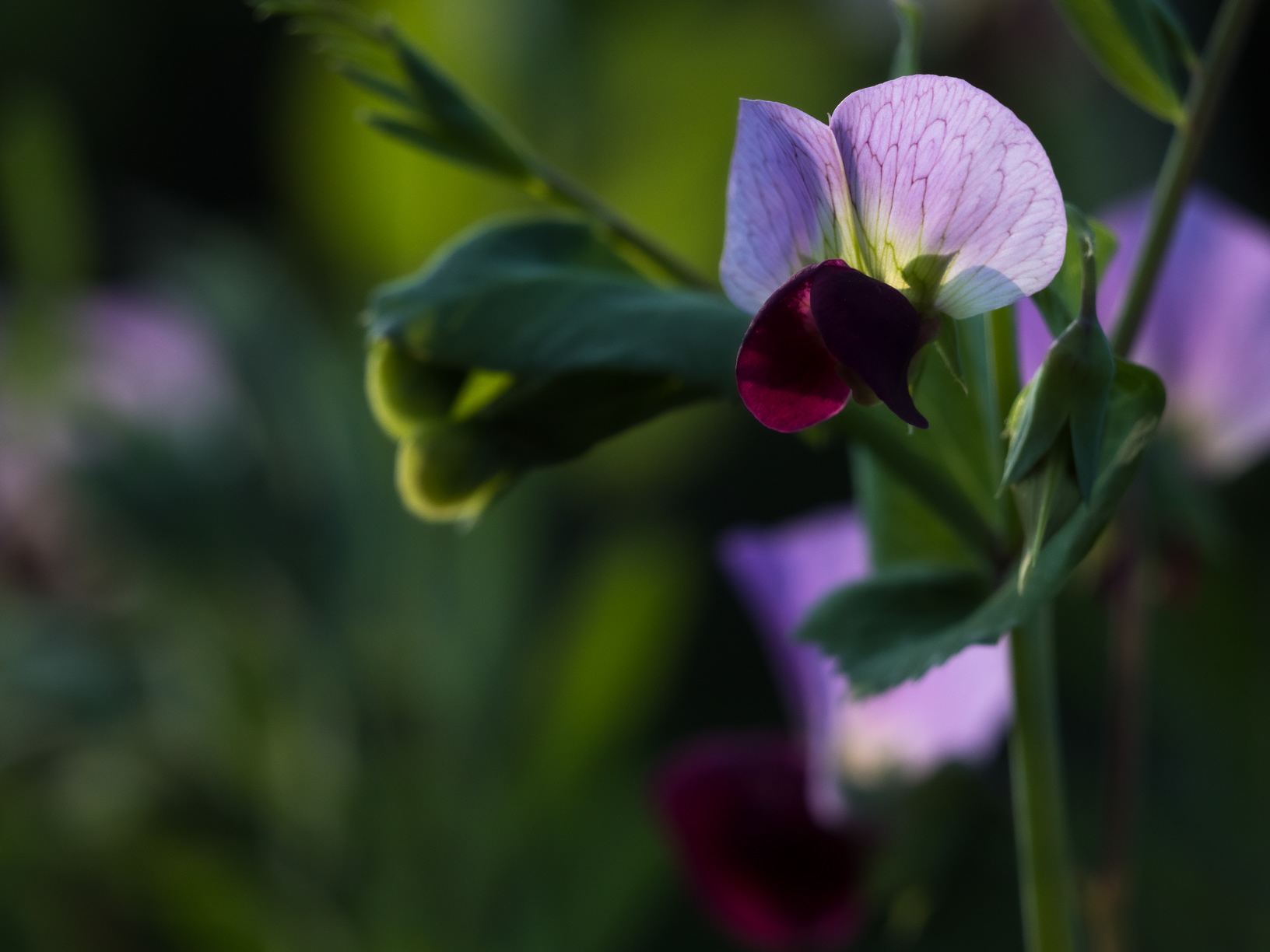 Erbse - Pisum sativum