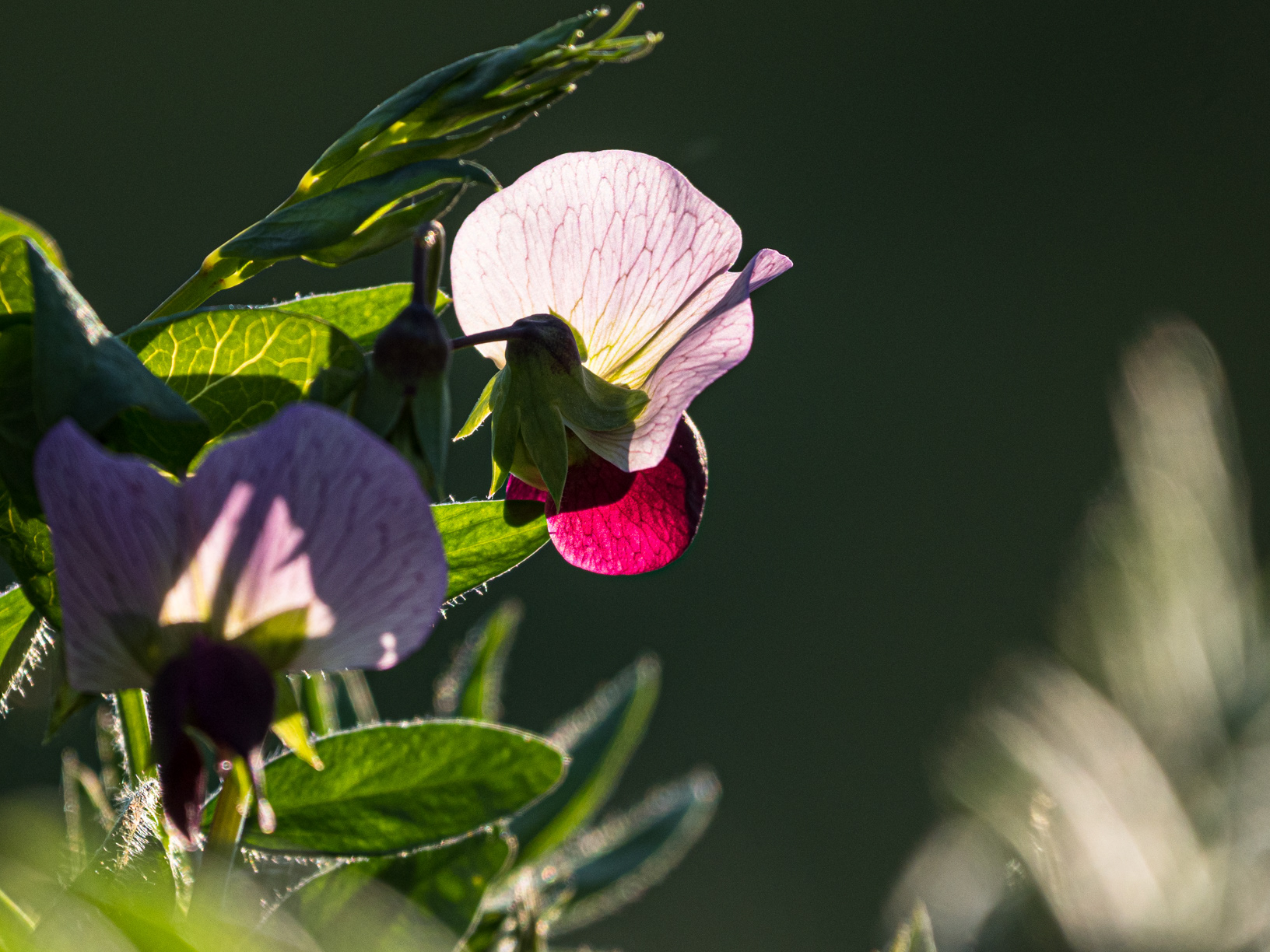 Erbse - Pisum sativum