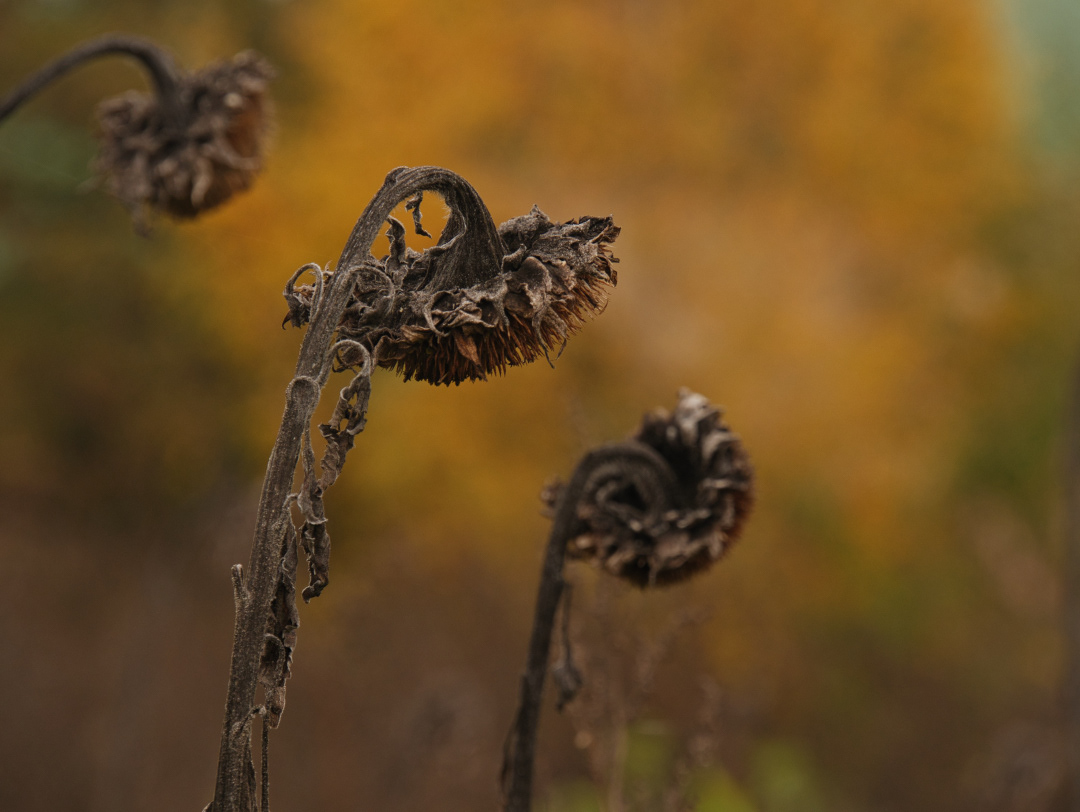 Herbstfarben - verblühte Sonnenblumen 