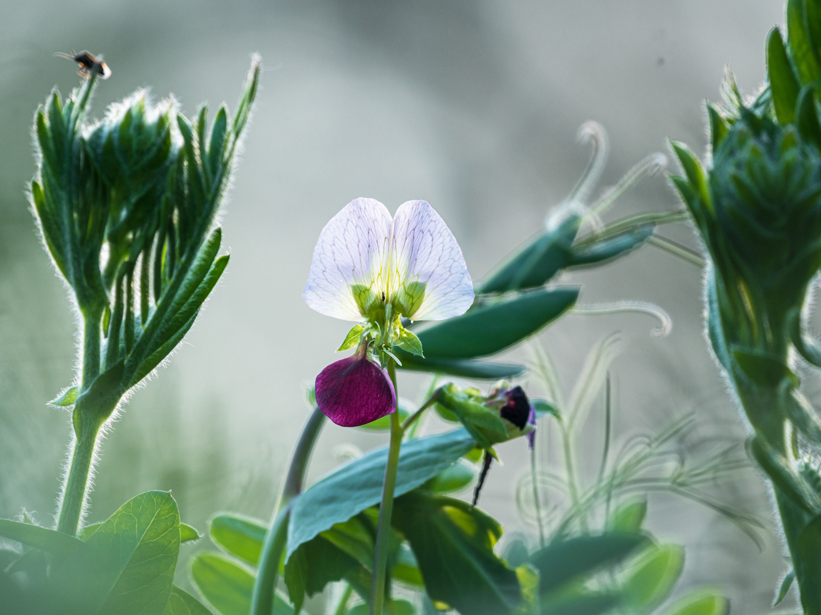 Erbse - Pisum sativum