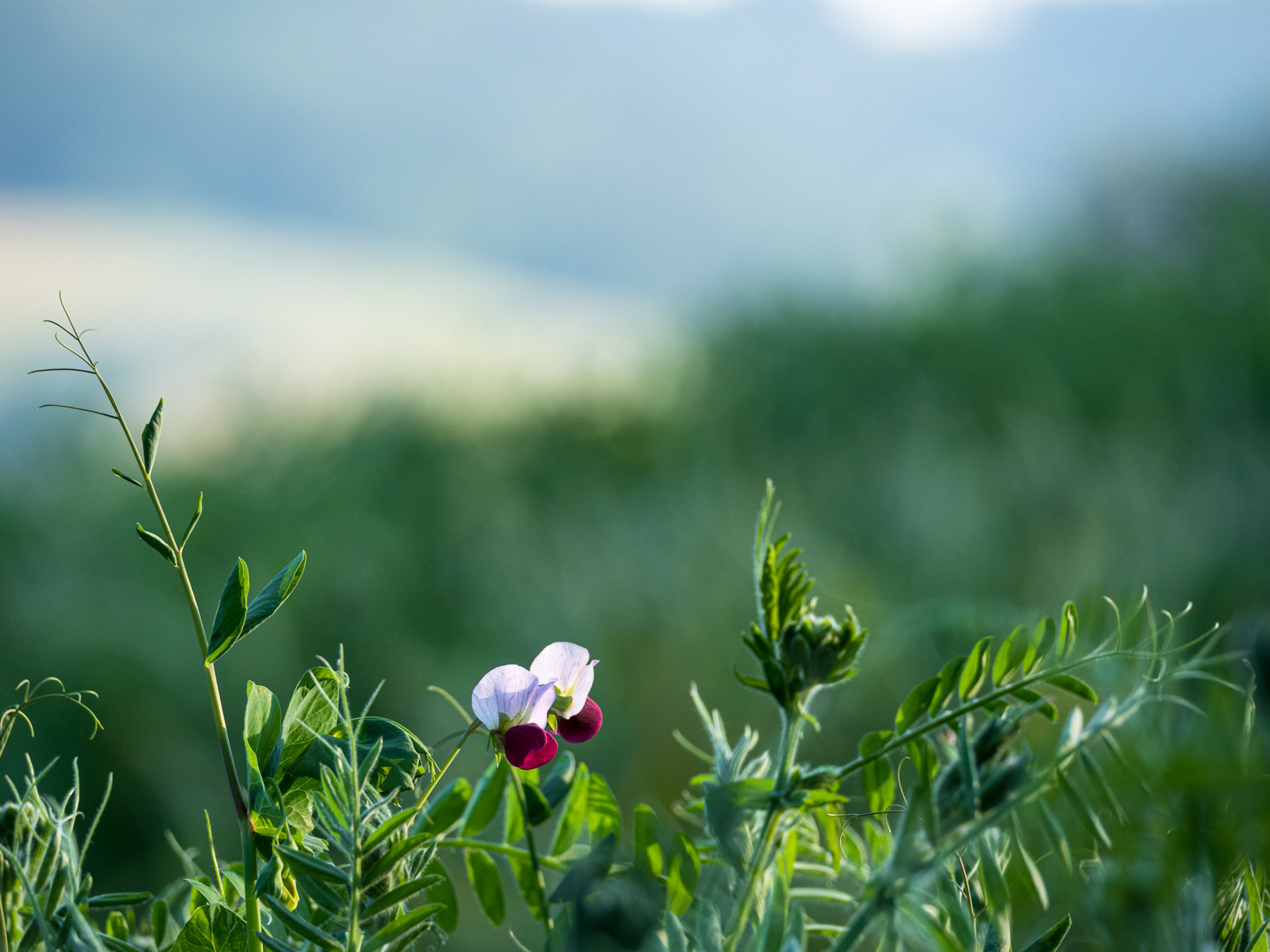 Erbse - Pisum sativum