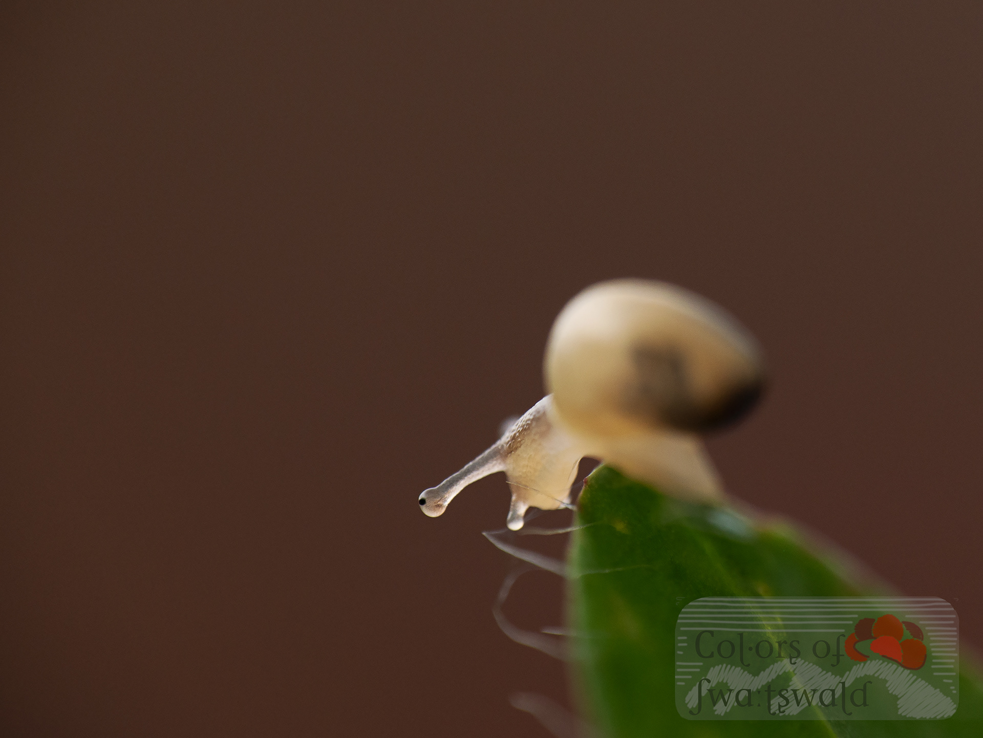 Baby-Gehäuseschnecke