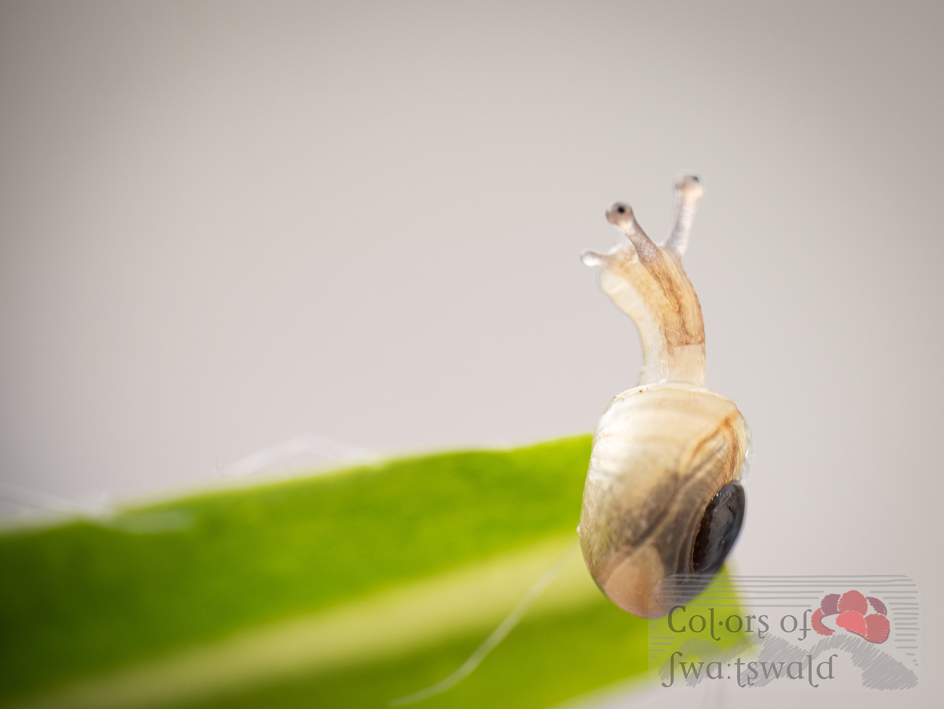 Baby-Gehäuseschnecke