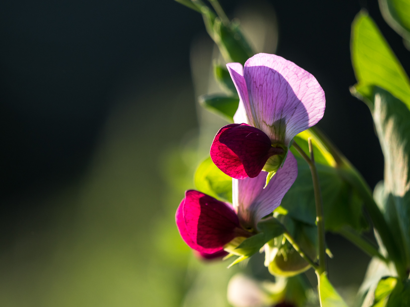 Erbse - Pisum sativum