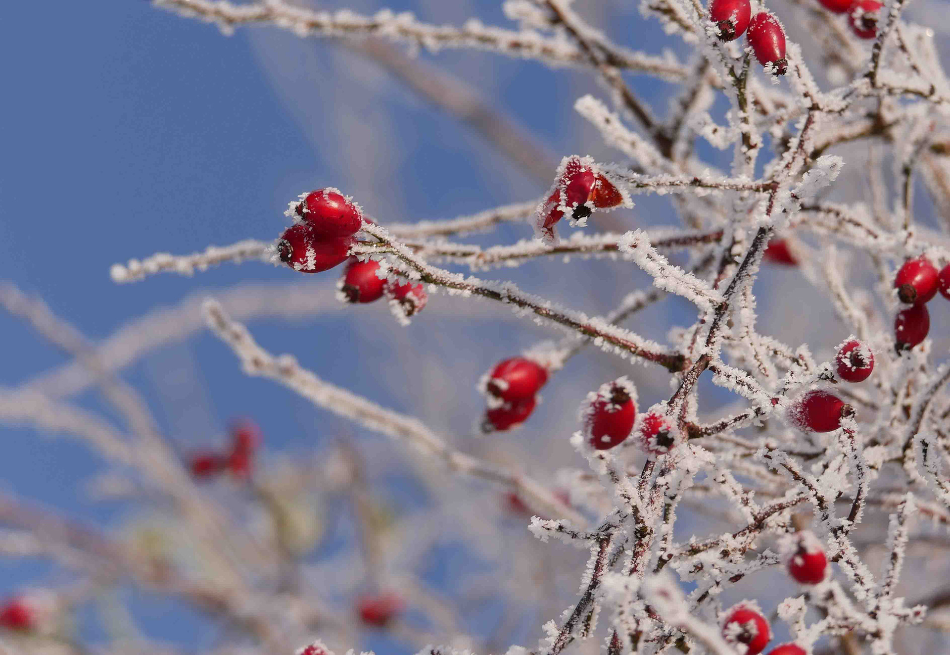 Hagebutten mit Reif-Zier