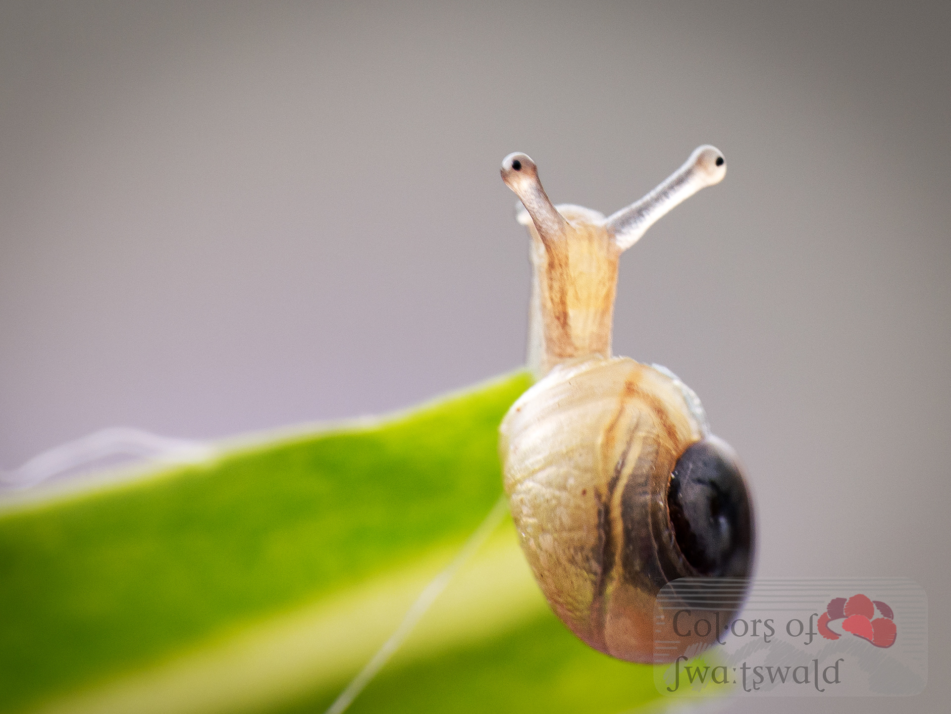 Baby-Gehäuseschnecke
