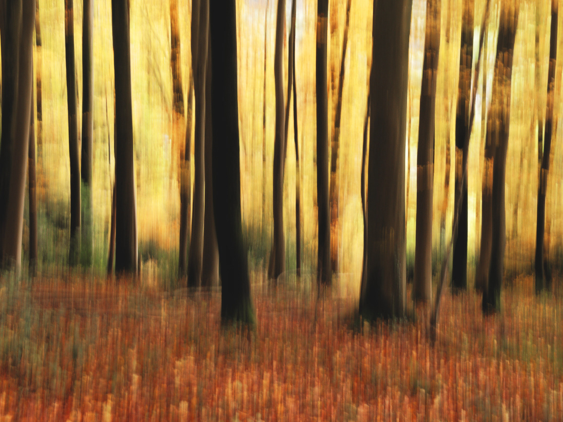 Herbstfarben im Buchenwald (ICM)