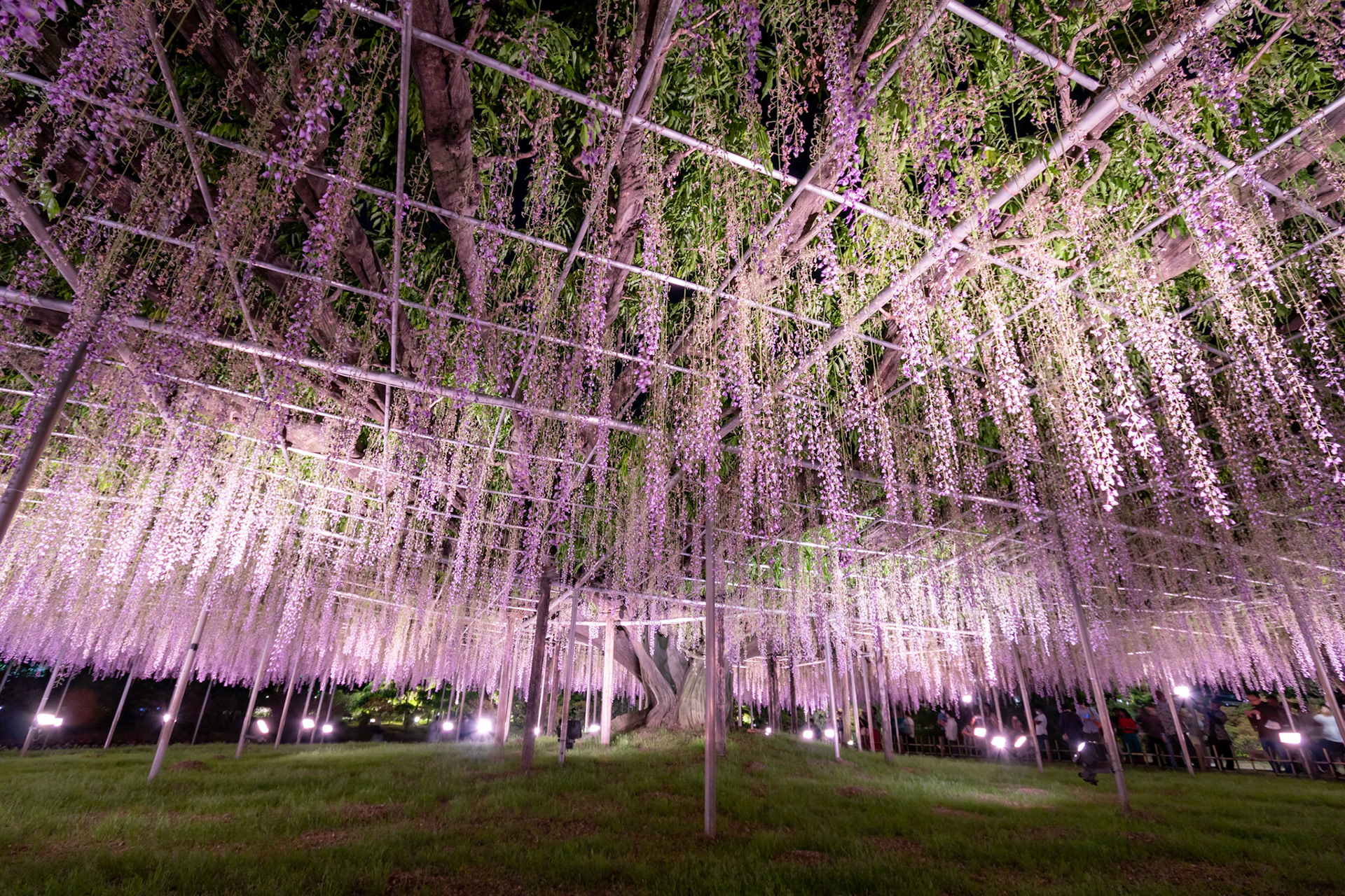 Ashikaga Flower Park