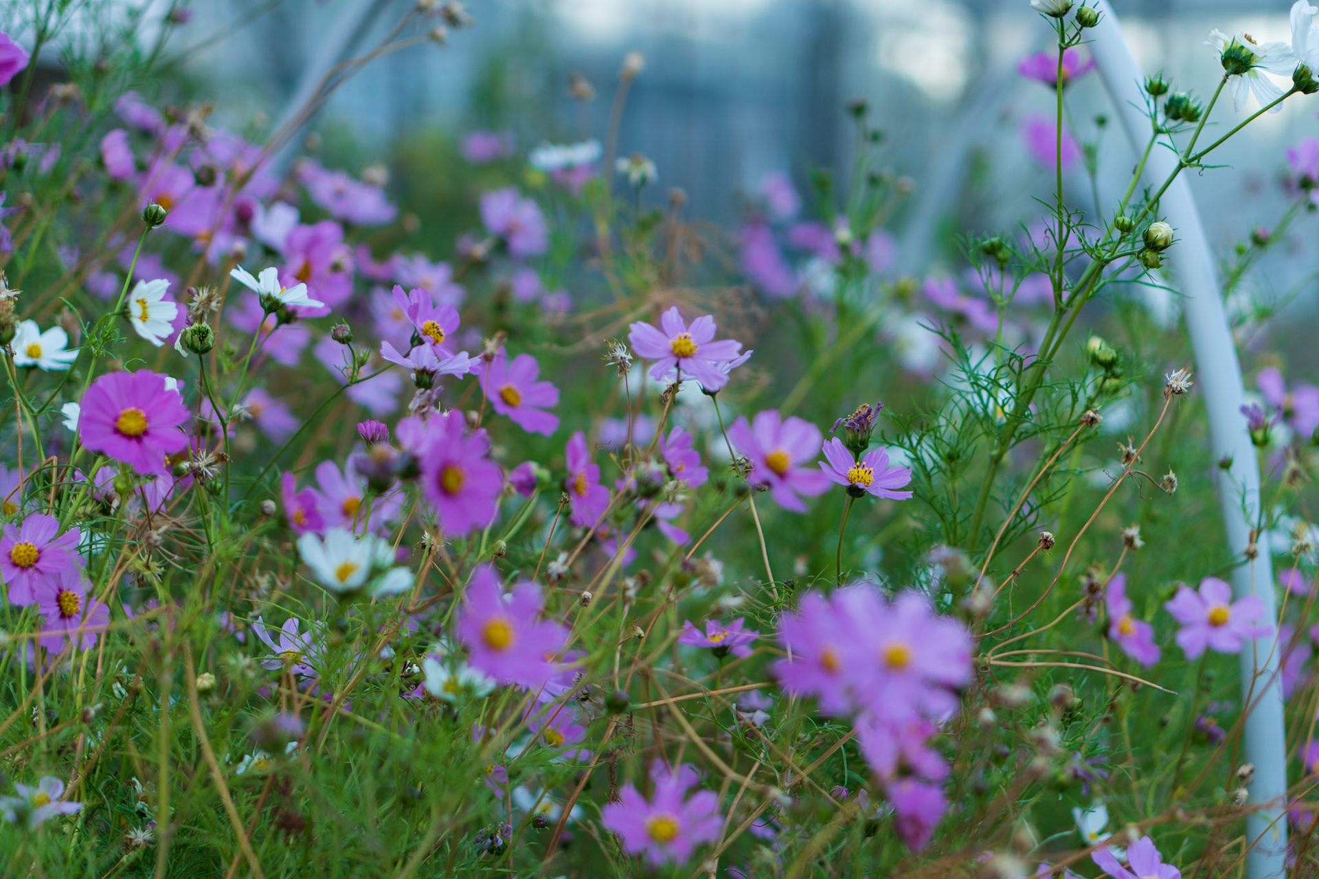 Daisys