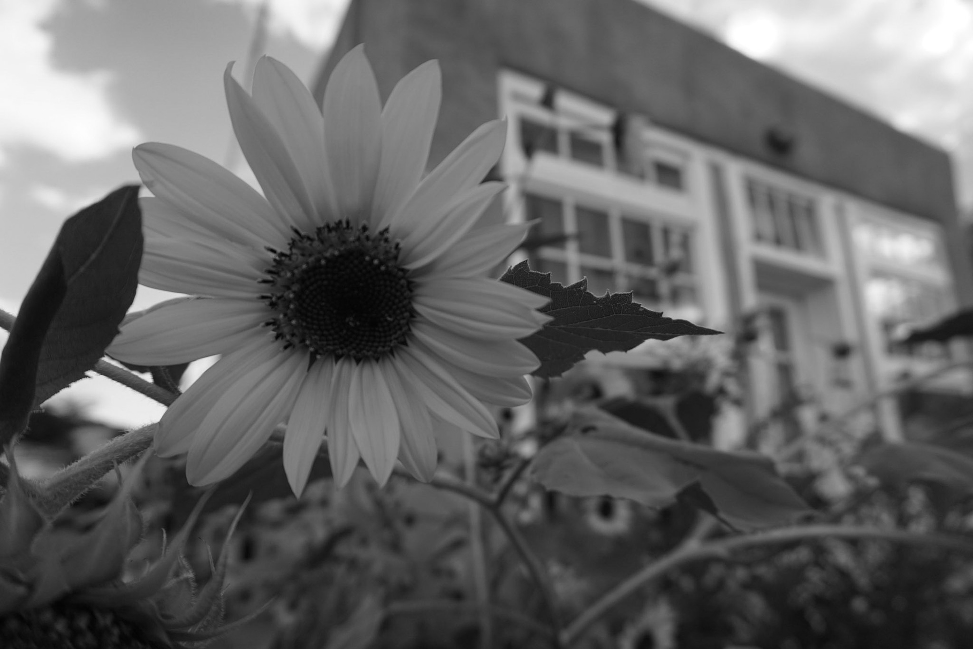 Daisy