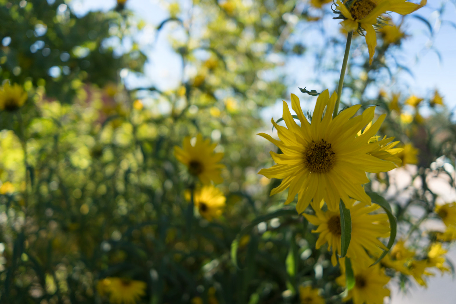 Daisys