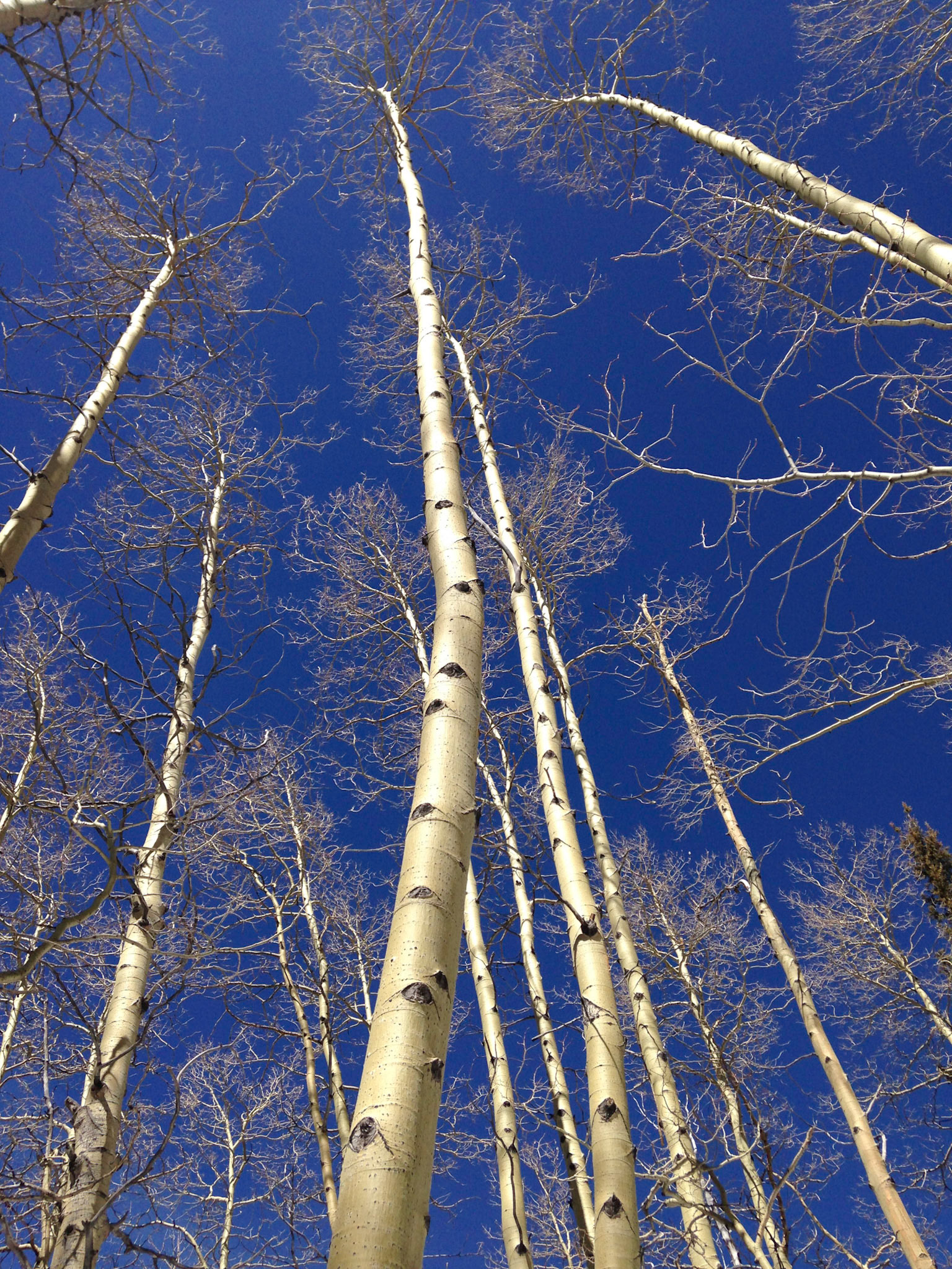 Aspen Trees