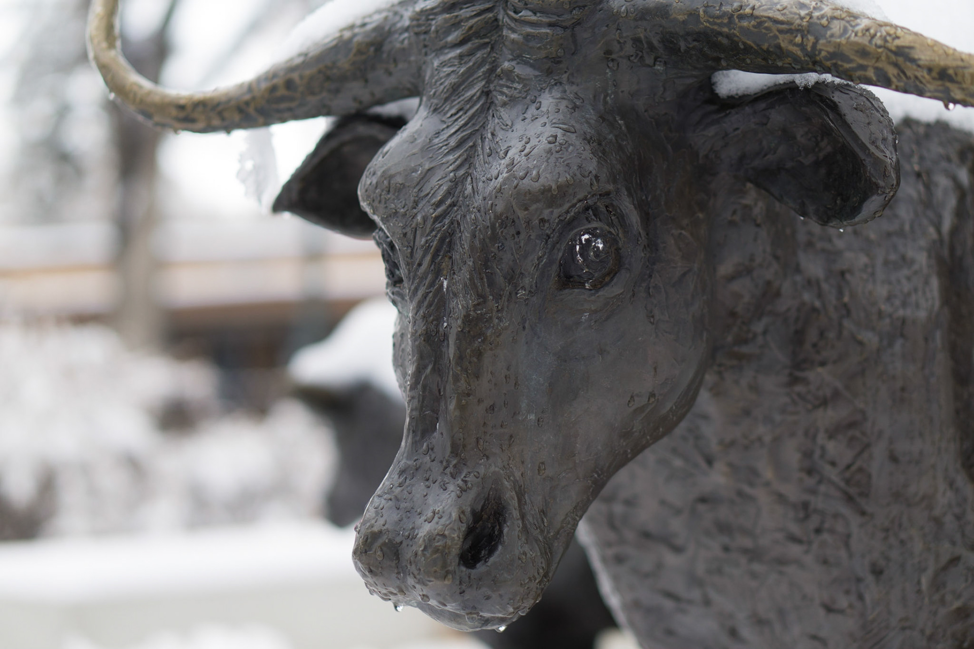 Bull