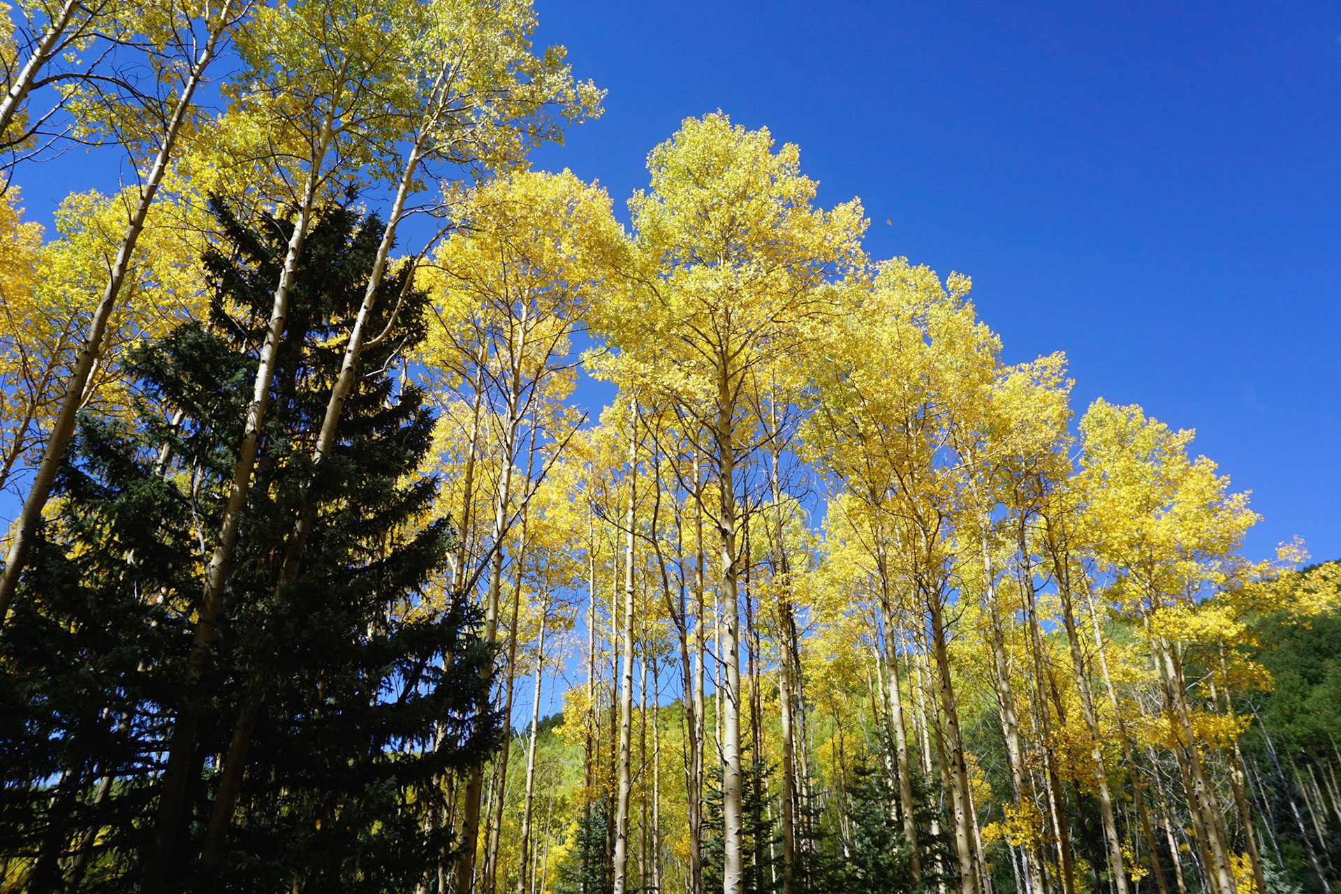 Aspens ion Fall
