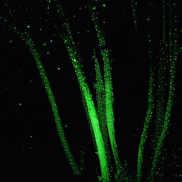 Xmas Lights