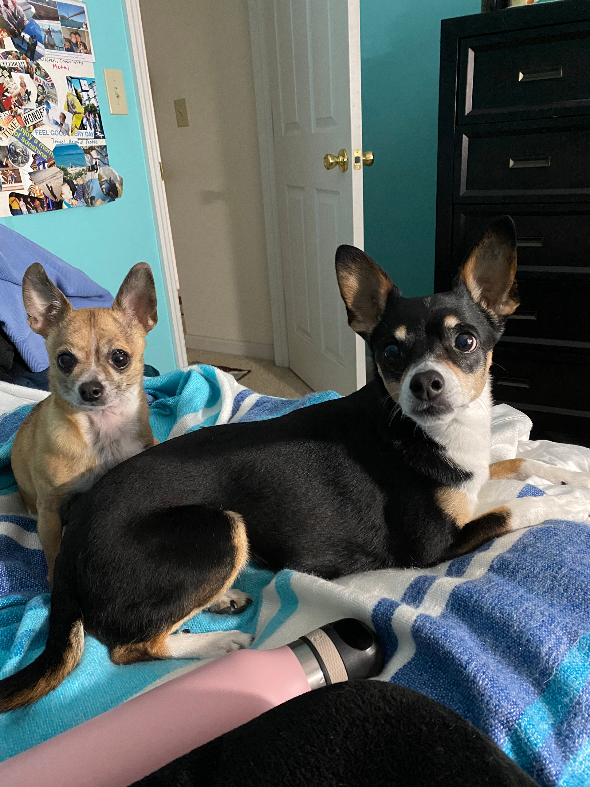 My two sweet nieces, Tinkerbell, aka TinkieWinkie (left) + LuLu, aka BabyGurL (right). Love you both so much! I'm always so grateful for your unconditional love + keeping me company in the studio (atm my bedroom). Our frequent snuggles + playing fetch are some of my fondest destressors + memories! kiss kiss!