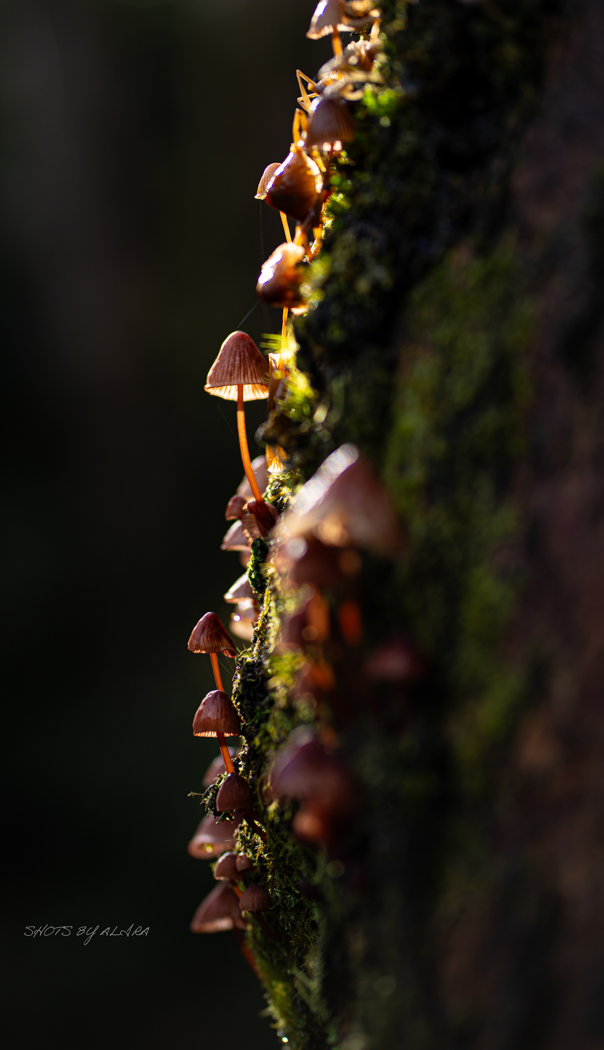 Mount Macedon 10/6/24