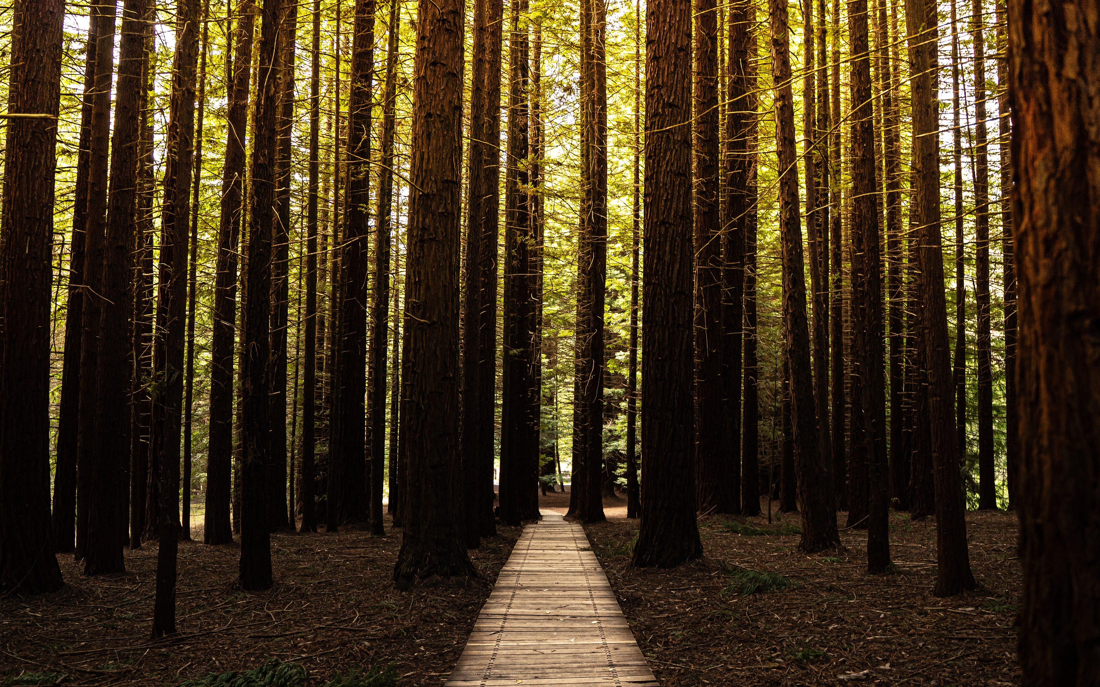 Stevensons Falls 3/11/24