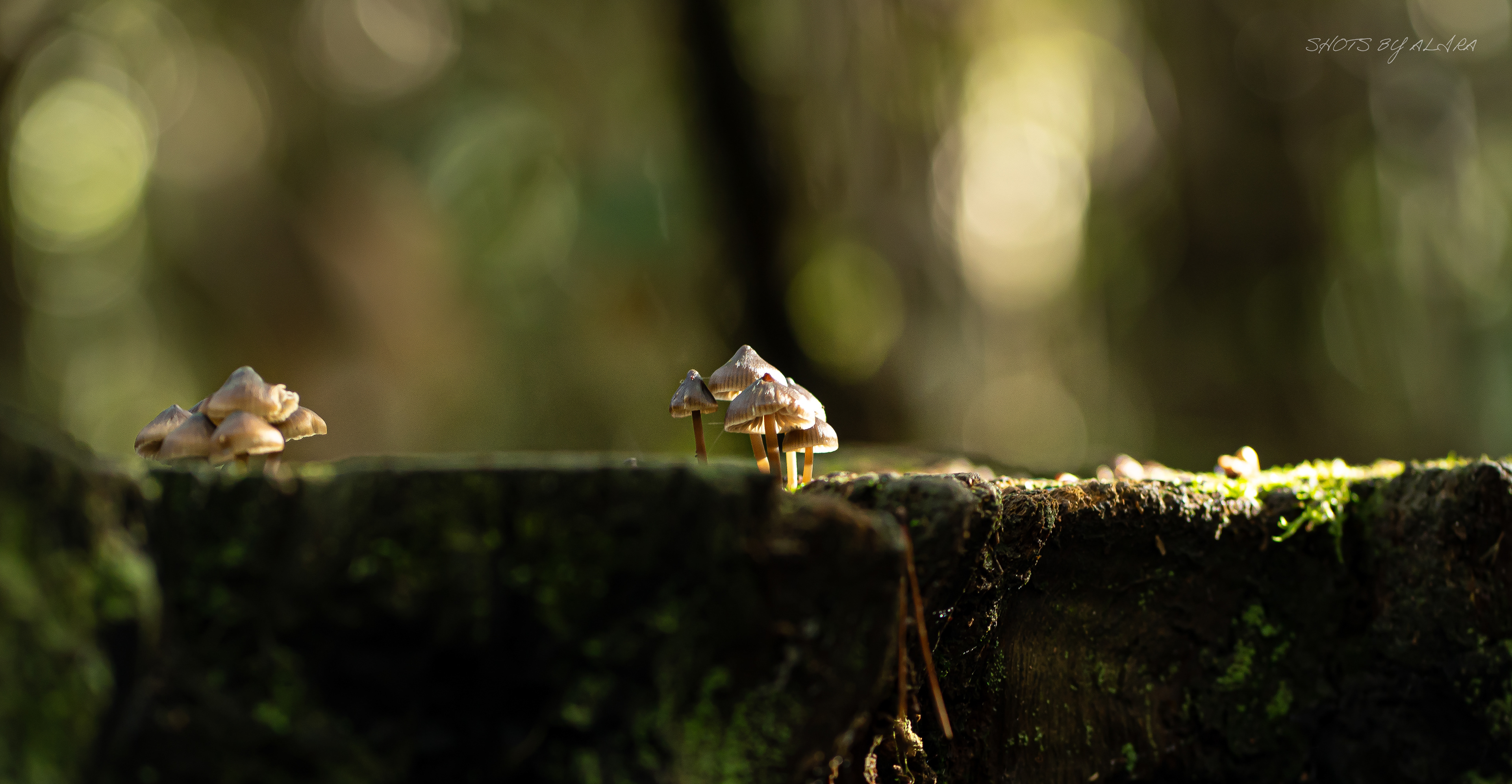 Mount Macedon 10/6/24