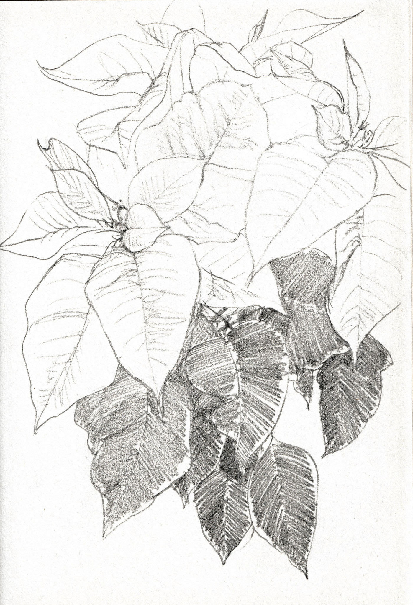 Pencil drawing of a poinsettia plant