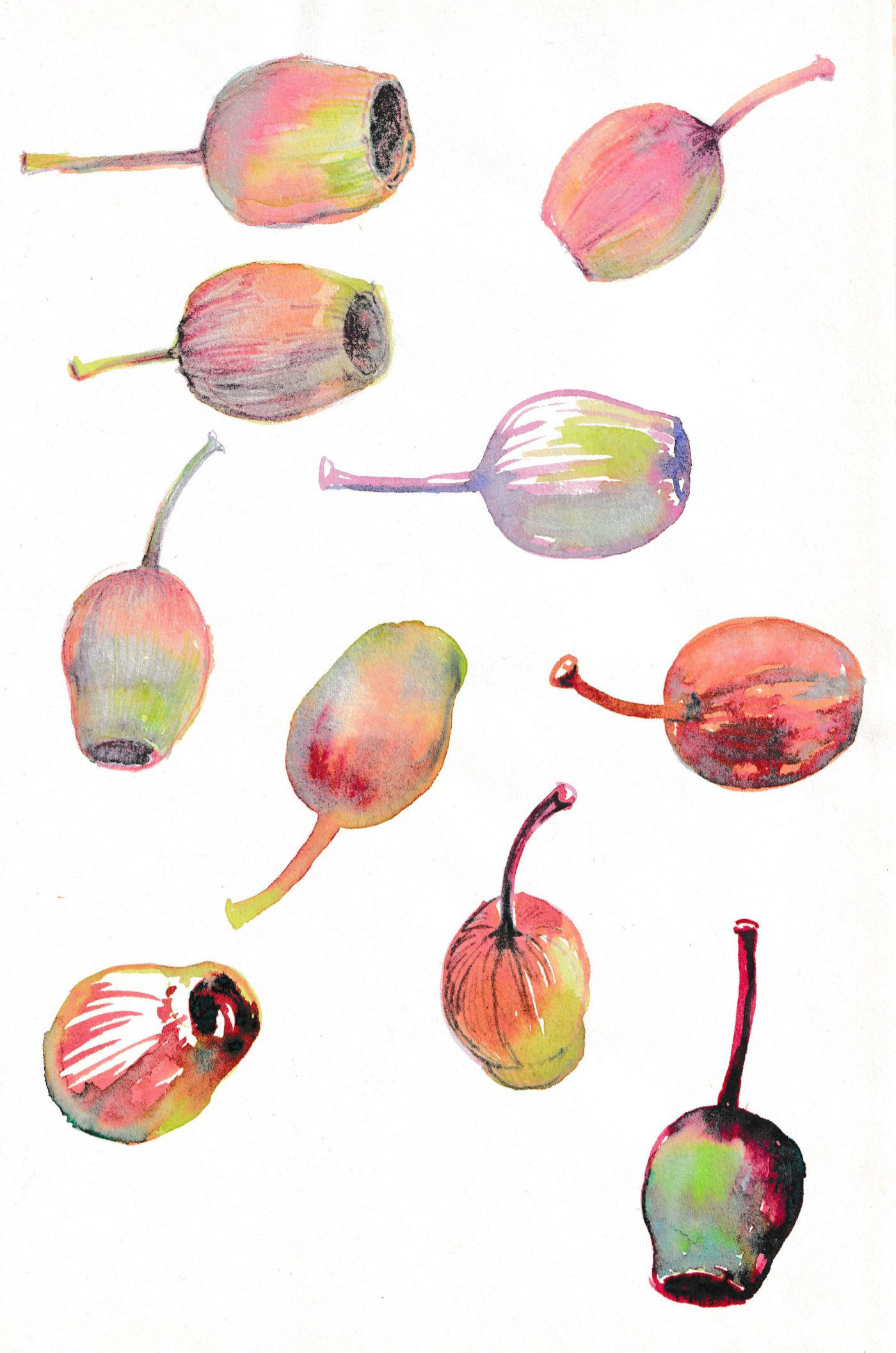 Watercolour and pencil drawings of seedpods of a gum tree