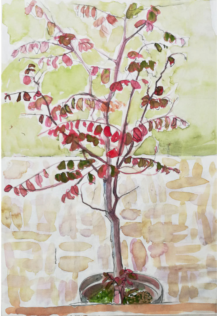 Watercolour and pencil drawing of a potplant on a brick path