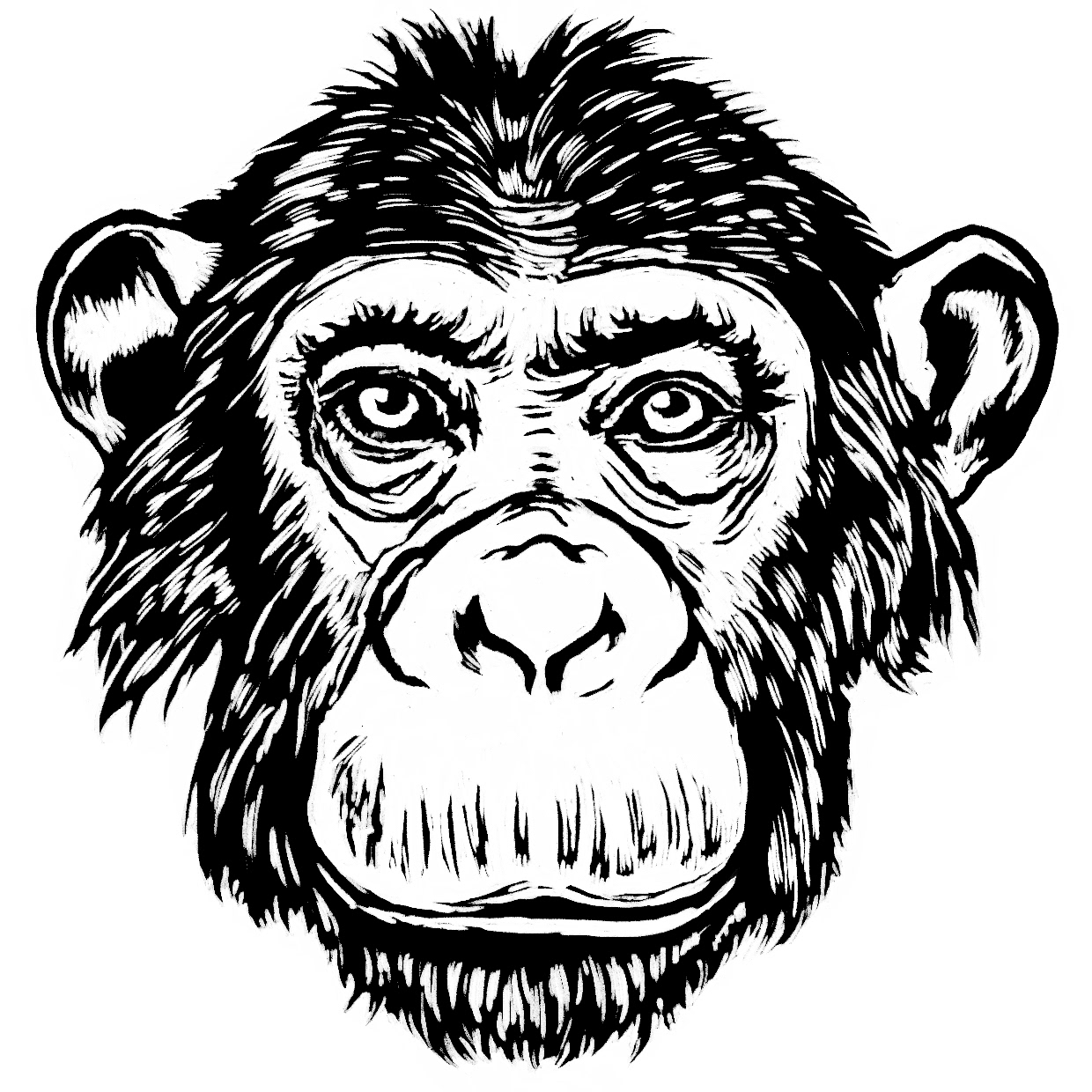 Linocut illustration of a chimpanzee's face