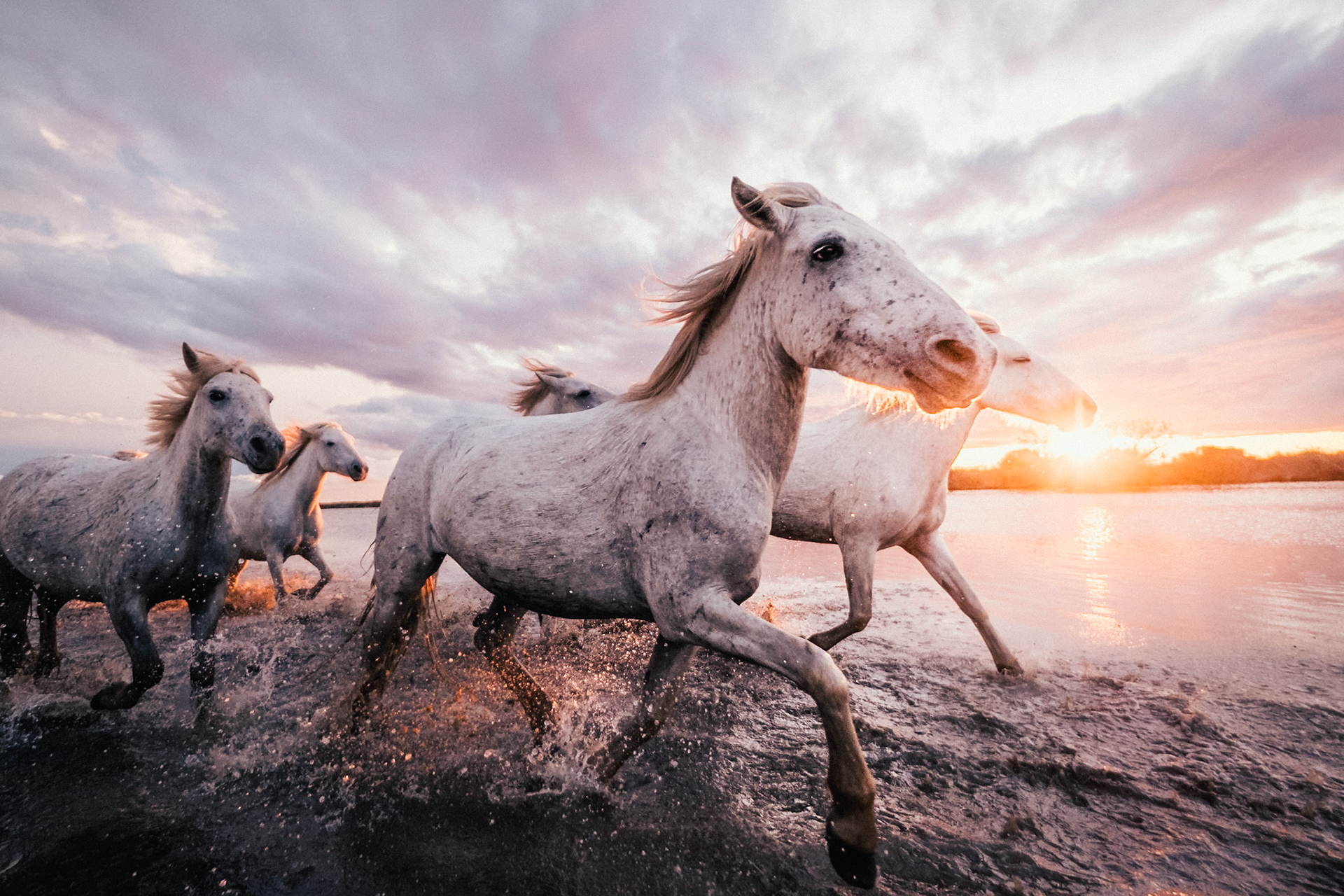 France, Camargue 2020/10/10. Camargue horses in a swamp. Photography by Maxime Gruss / Hans Lucas.France, Camargue 2020/10/10. Des chevaux de Camargue. Photographie de Maxime Gruss / Hans Lucas.